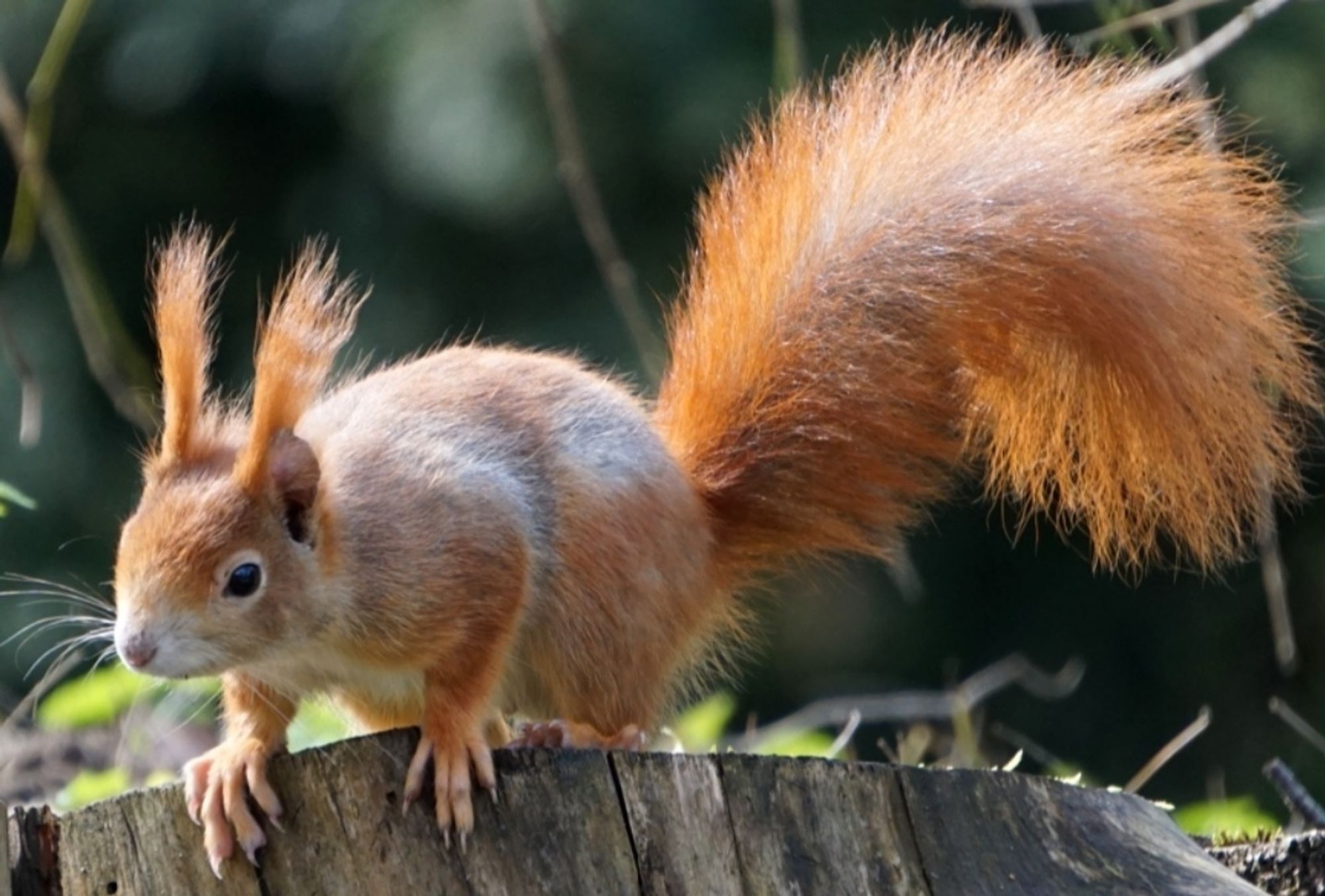 Rotes Eichhörnchen, zeigt seine linke Körperseite, mit teils grauem Winterfell, hockt auf einem Baumscheibenstapel, und hat den buschigen Schwanz in einem Bogen nach hinten, in Richtung rechter Bildseite, gestellt. Es schaut nach unten, und trägt lange Ohrpinsel.