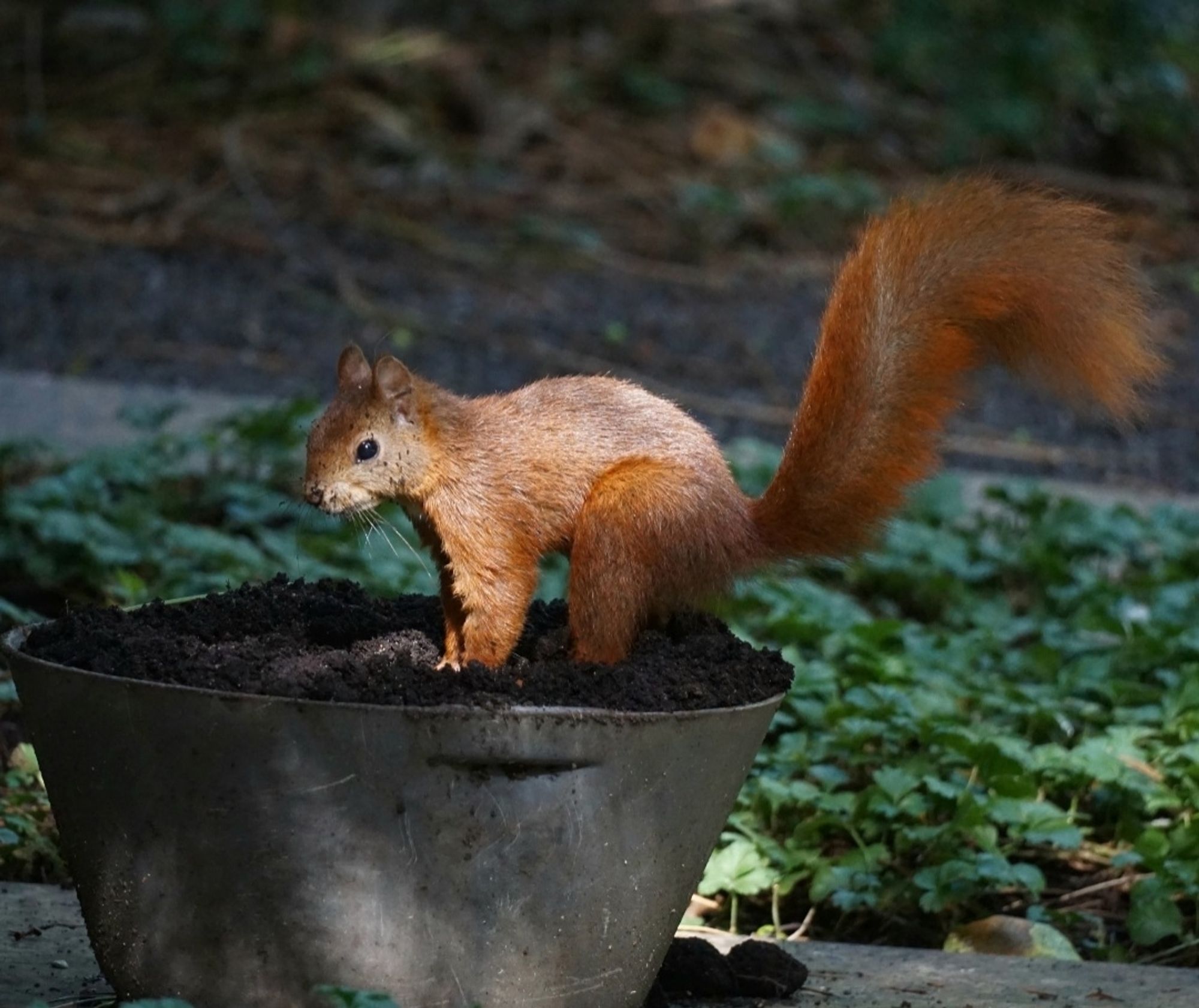 Das Eichhörnchen hockt auf allem Vieren auf der Erde, den Kopf oben, vor sich hin schauend.