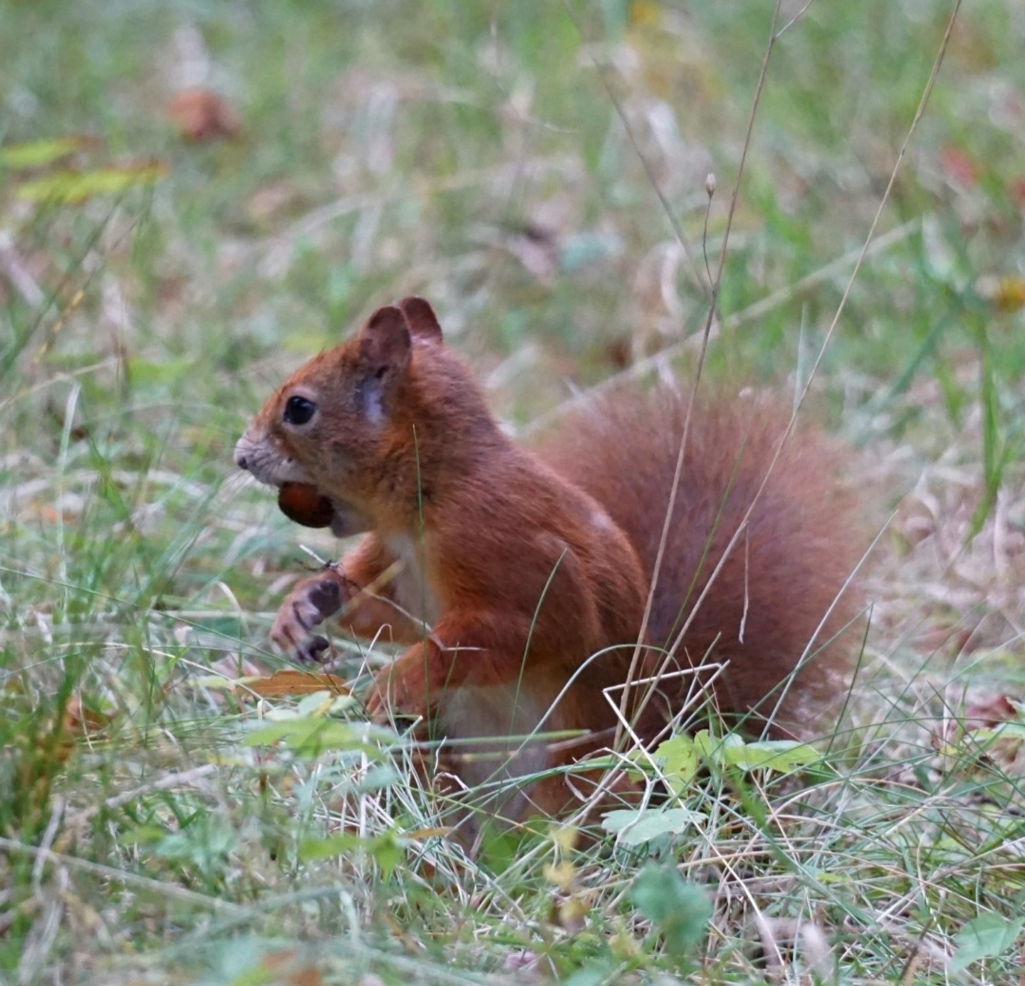 Das Eichhörnchen trägt die Nuss im Mund, und hat sich zur Seite gedreht.