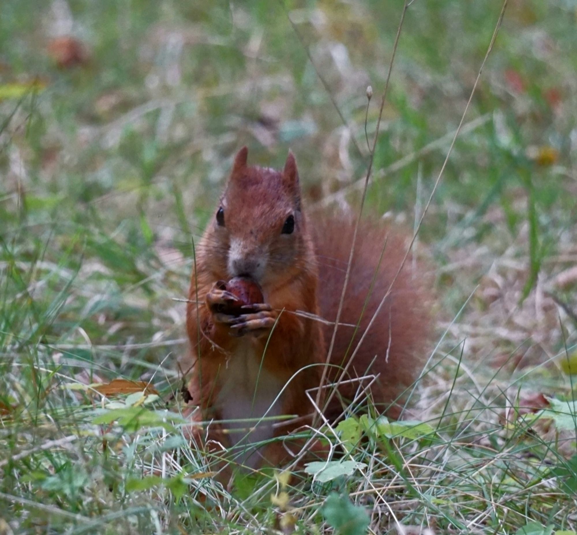 Eichhörnchen, von vorn gesehen, hockt auf den Hinterläufen in der Wiese, und hält eine Haselnuss mit den Pfoten an den Mund.