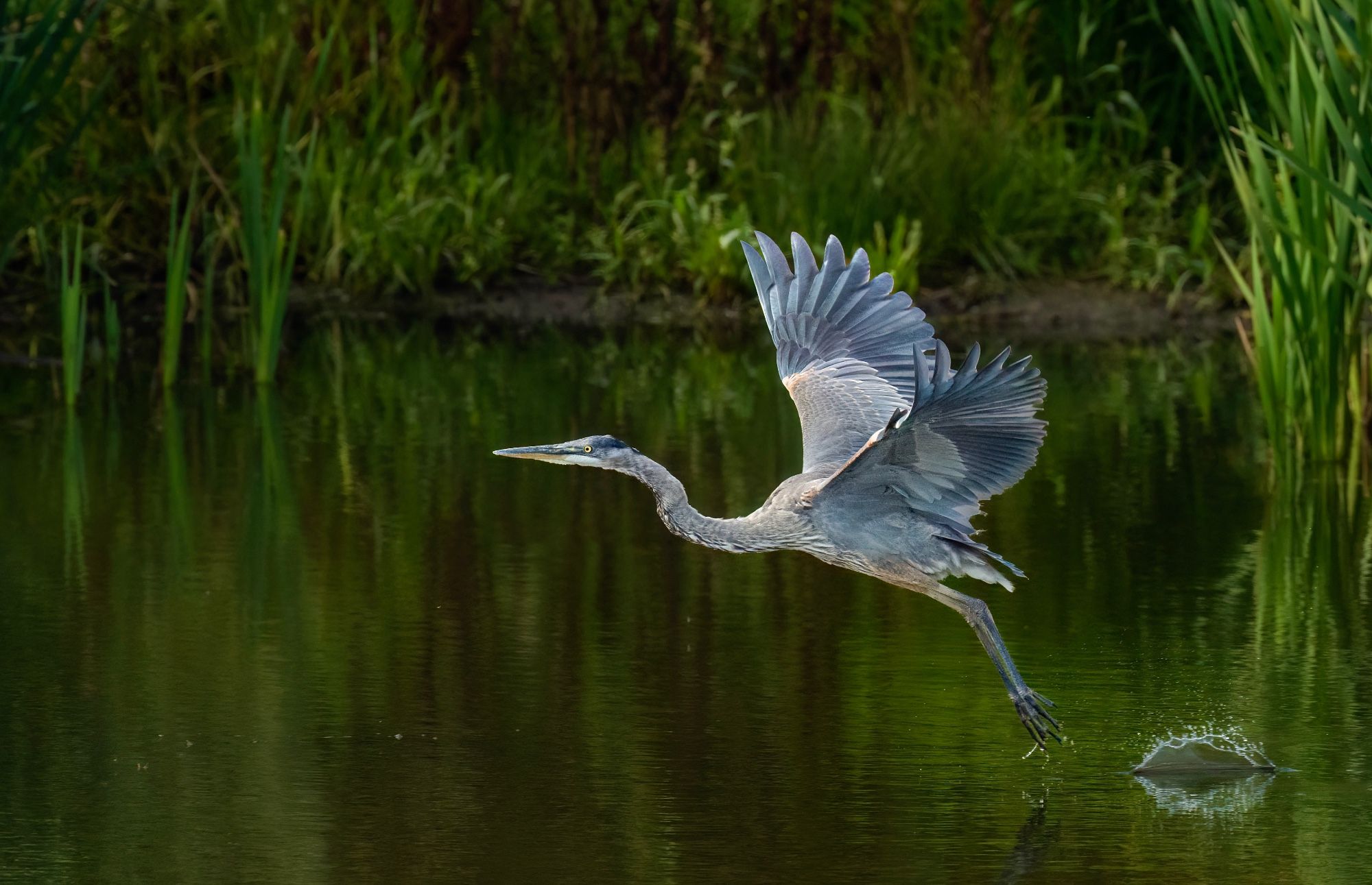 A Great Blue Heron taking off from a small prairie marsh. The green water is reflecting the surrounding reeds and grasses, and there is a little splash where it’s just taken off from.