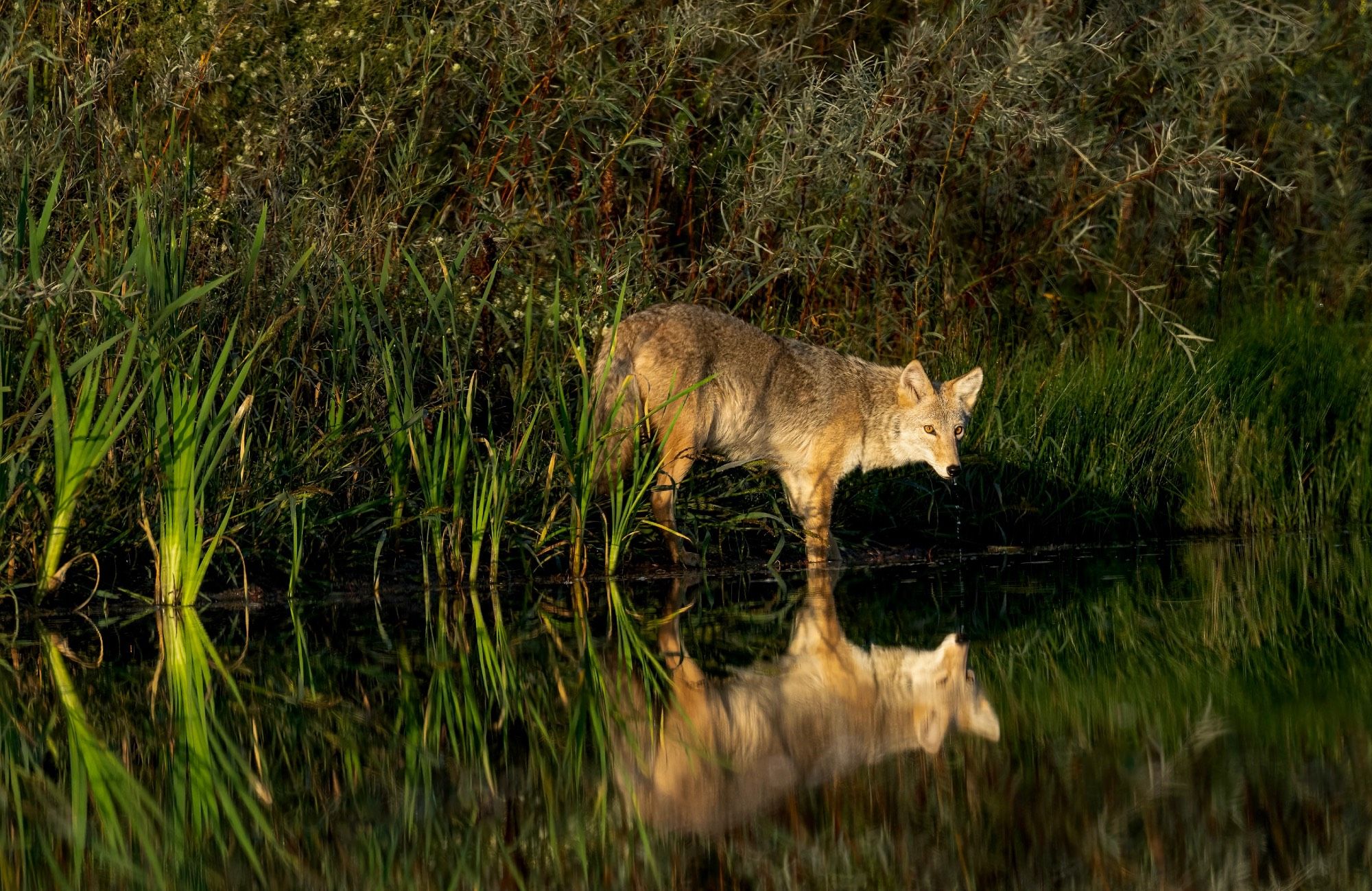 A coyote looks up from the edge of a prairie marsh. Its reflection is showing in the calm green water.