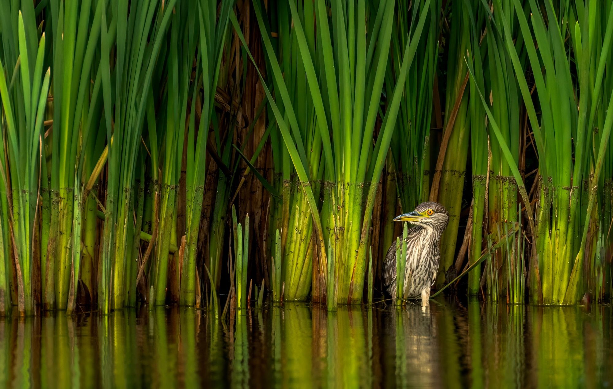 A juvenile black-crowned night heron stands very still among some very large cattail reeds in a small prairie marsh. The green and yellow cattails show a mark just a bit above the heron, where the water level was a while ago.