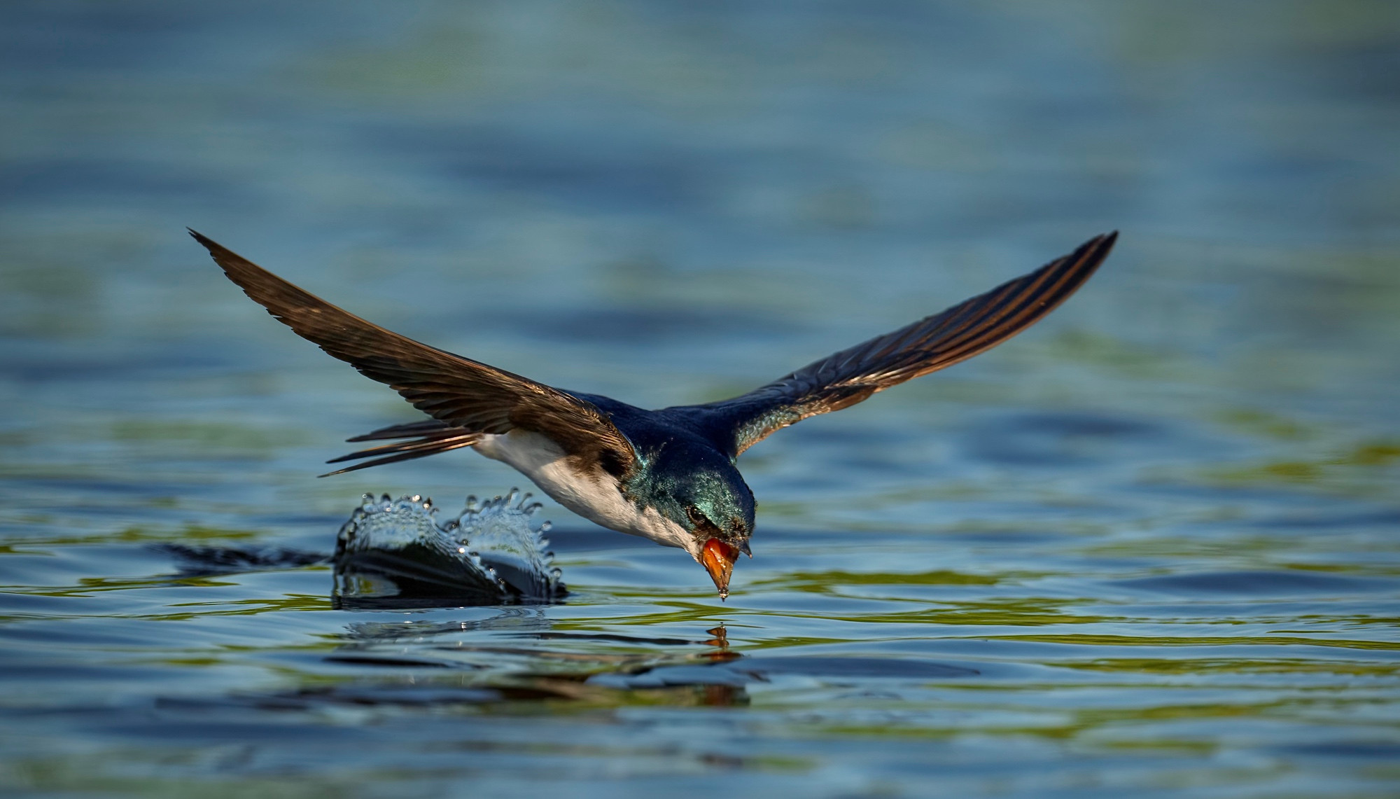 A tree swallow flys very low over  a marsh. Its dark blue head and back are shimmering and its beak is wide open showing the red inside. It has just taken a drink and you can see the little furrow it created in the water by its tail.