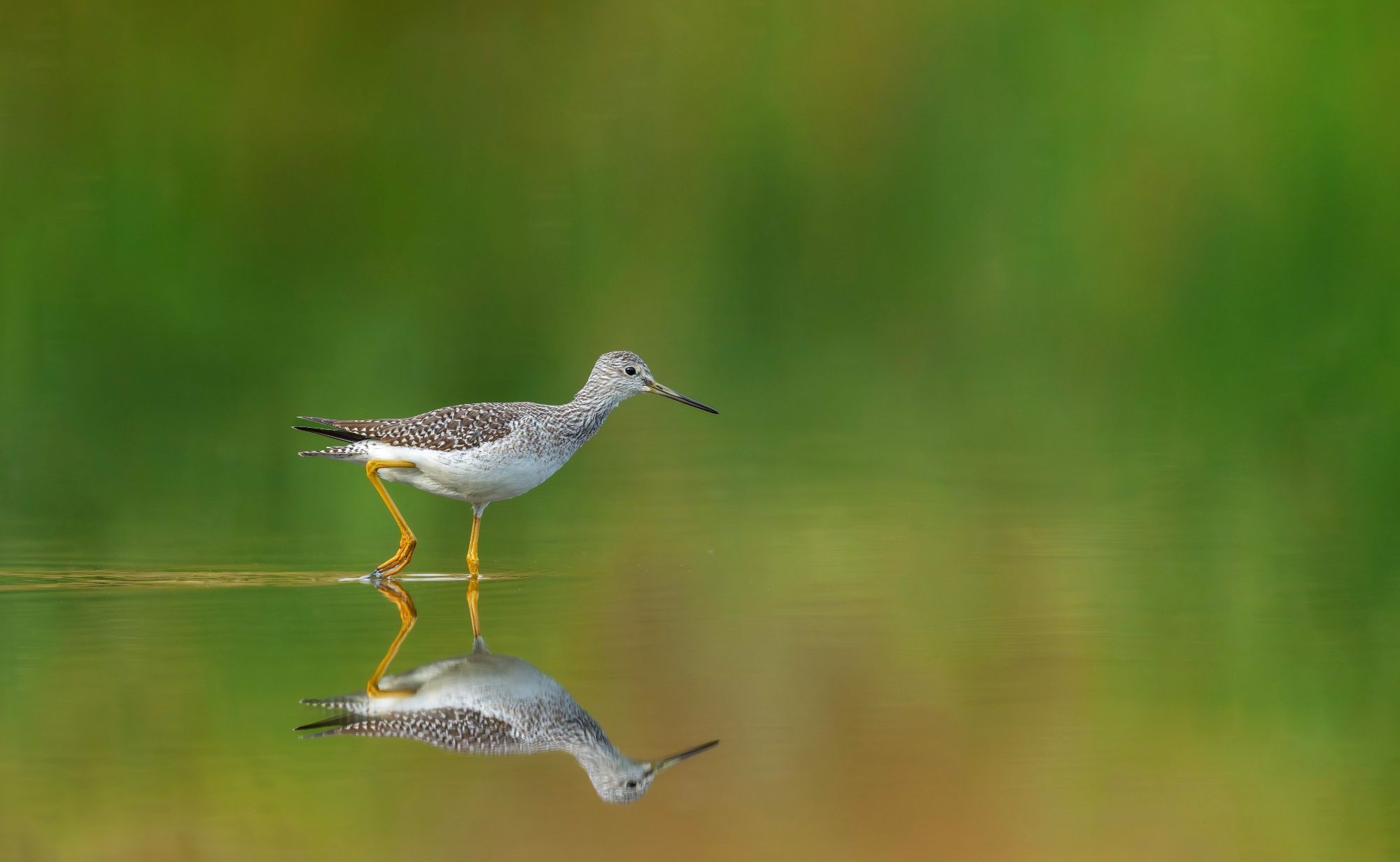 A Greater Yellowlegs slowly forages in a calm prairie marsh that is reflecting the surrounding greens, yellows and browns of the surrounding trees and grasses.