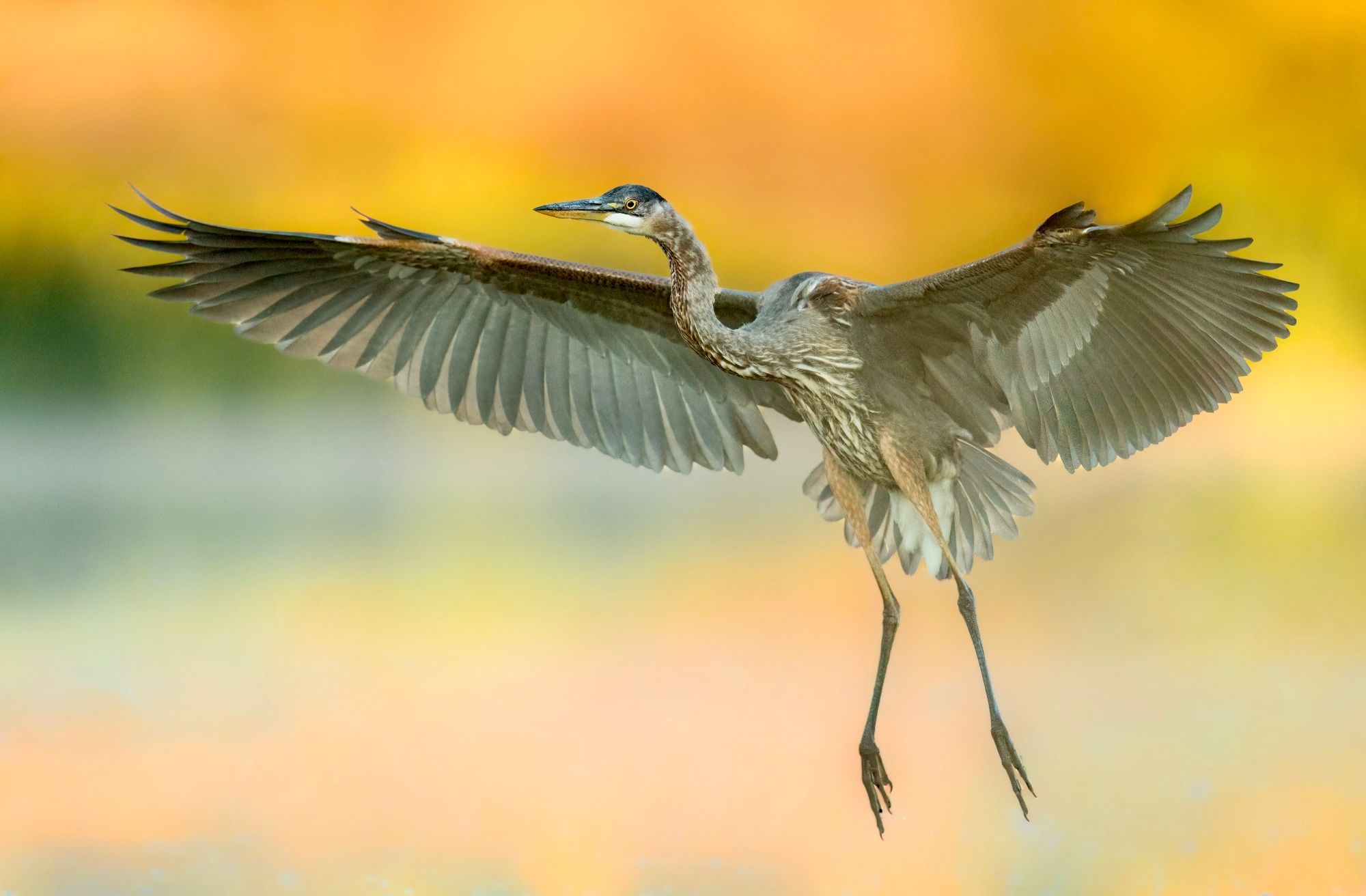 A Great Blue Heron flys out of the fog and in to land in a prairie marsh. The sunrise is lighting the yellow fall colours in the background and reflecting them in the calm water.