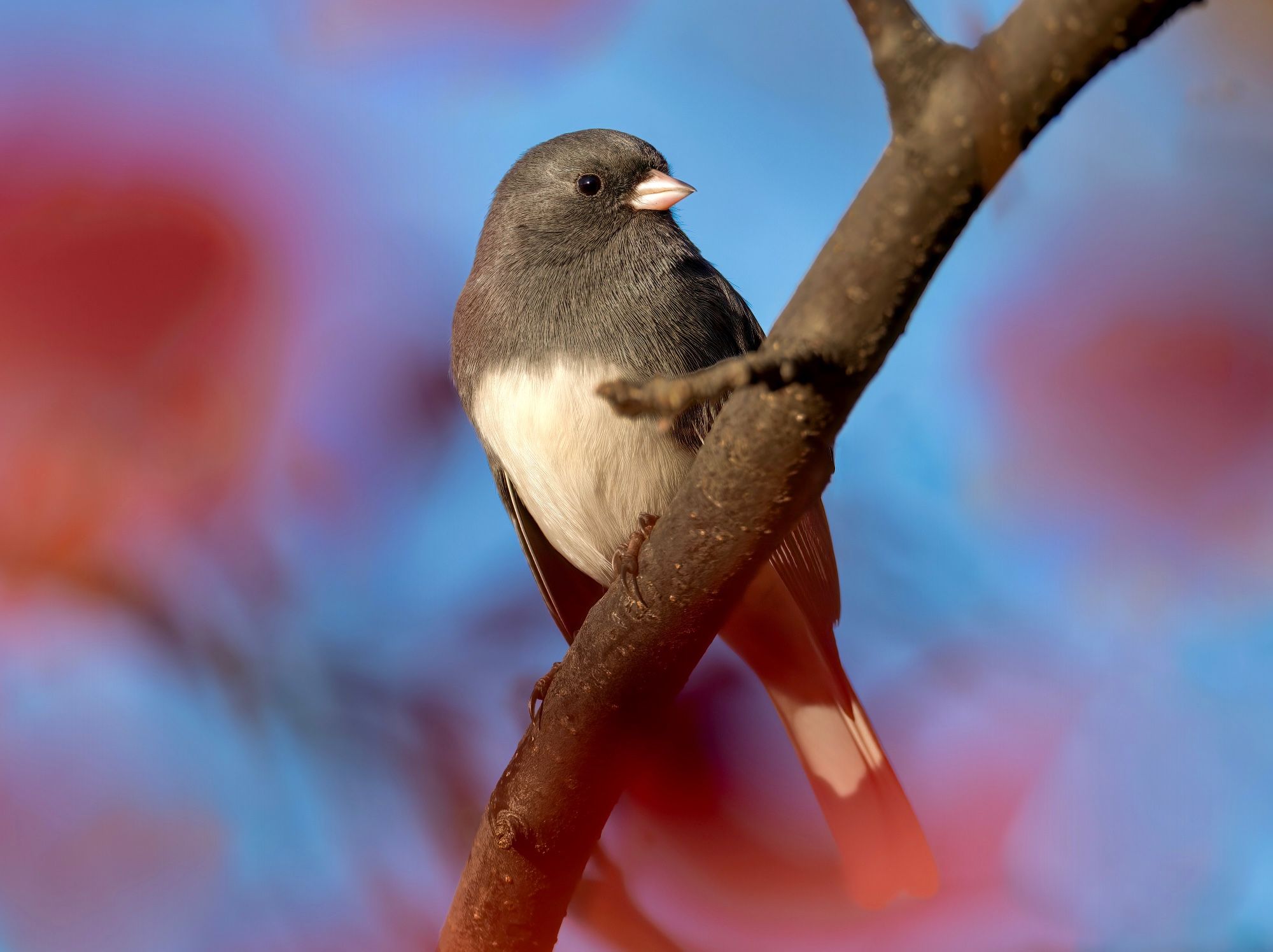 A dark-eyed junco perched among the blurred red leaves of  an apple tree