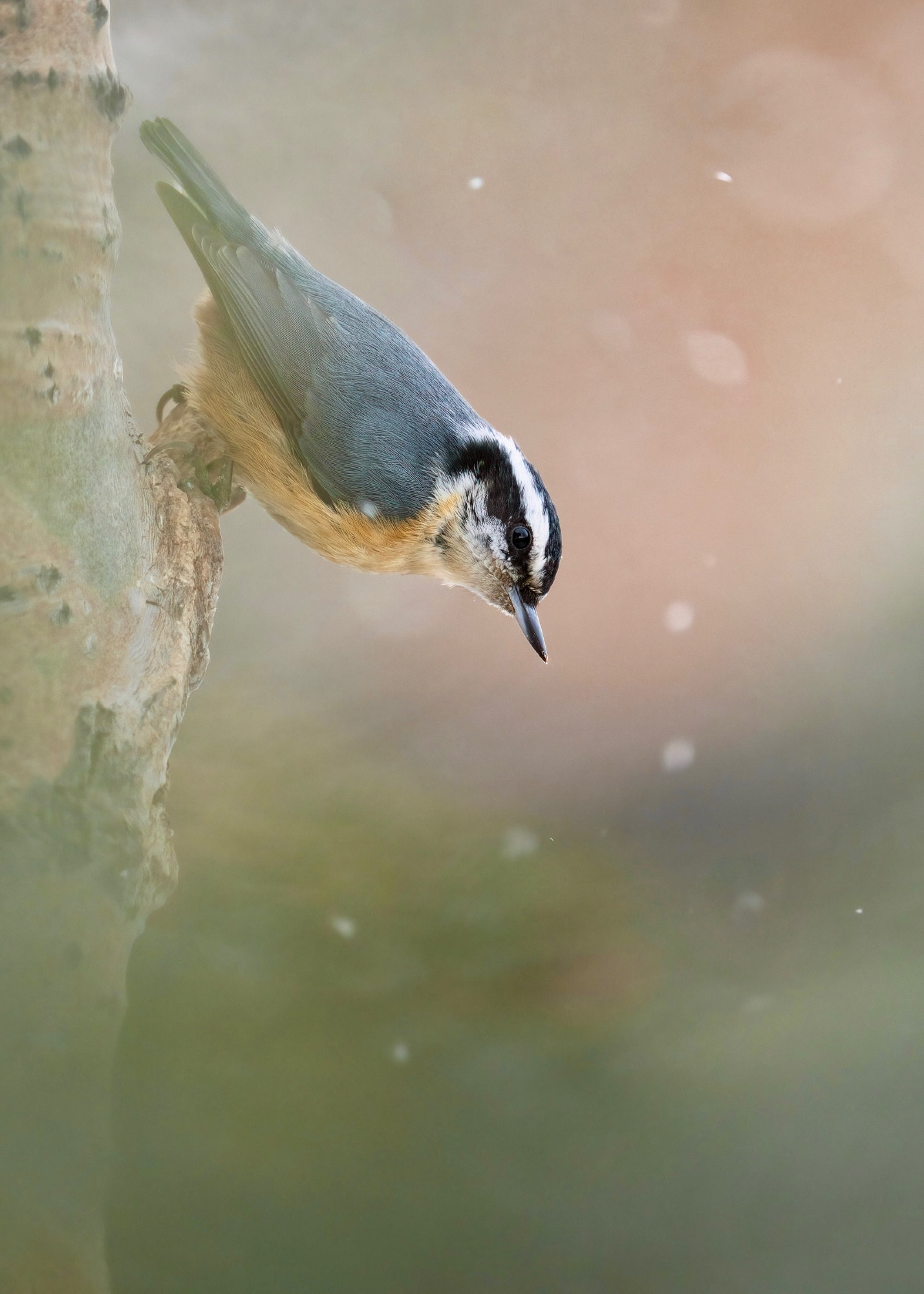 A red-breasted nuthatch perched head down on the side of a poplar tree during a snowfall.