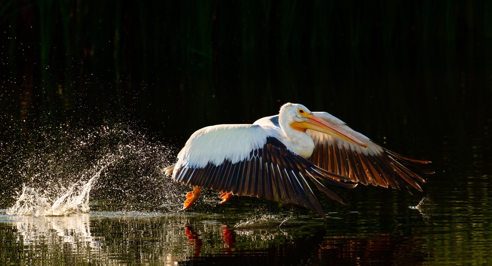 A white pelican runs and flaps to get airborne in a small prairie pond. It is sidelit so the background is dark black and the light is picking up the water spray and reflecting on to the pelican.  Pelicans nest 60km be of here and come in to our area to fish in the river and some of our small marshes!