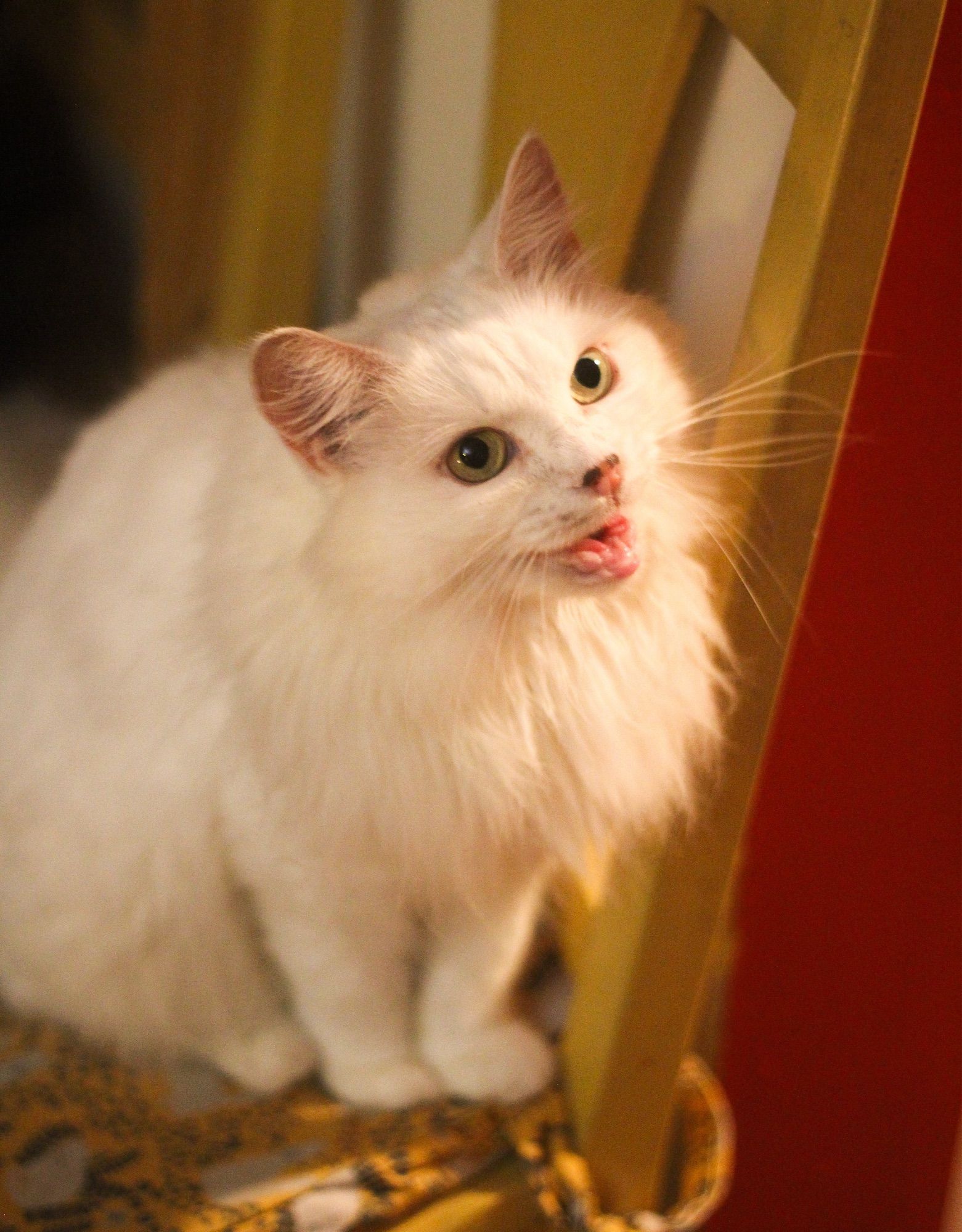 Photo of my fluffy white cat Francie sitting up on a yellow wooden chair, looking up and to the right of the camera with her toothless little mouth open in a plaintive meow.