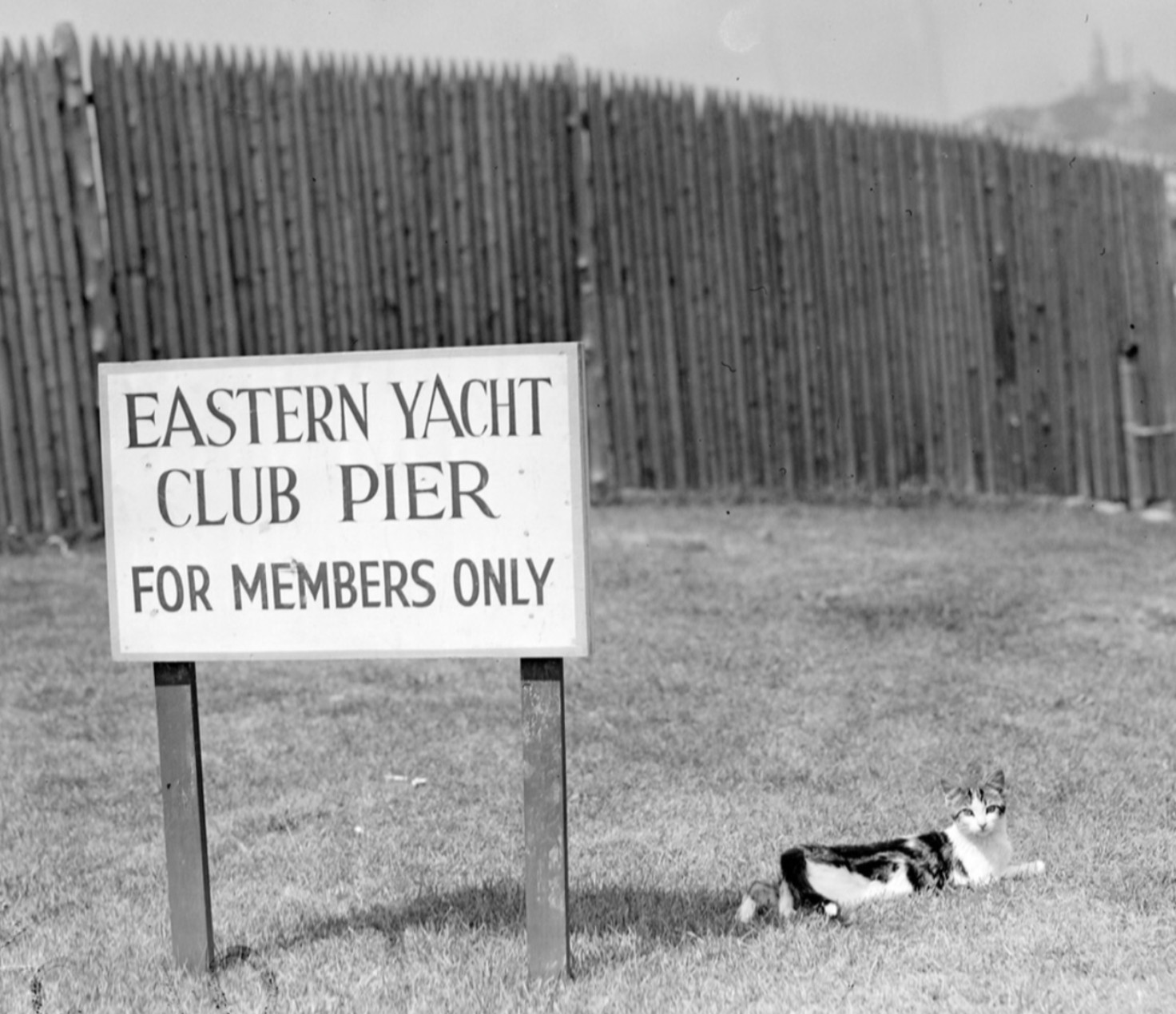 Black and white photo of a calico cat lounging on an expanse of cut grass with a tall wooden fence around the edge, the tops of the boards shaped into painful looking points. A large sign beside her reads "Eastern Yacht Club Pier - for members only."