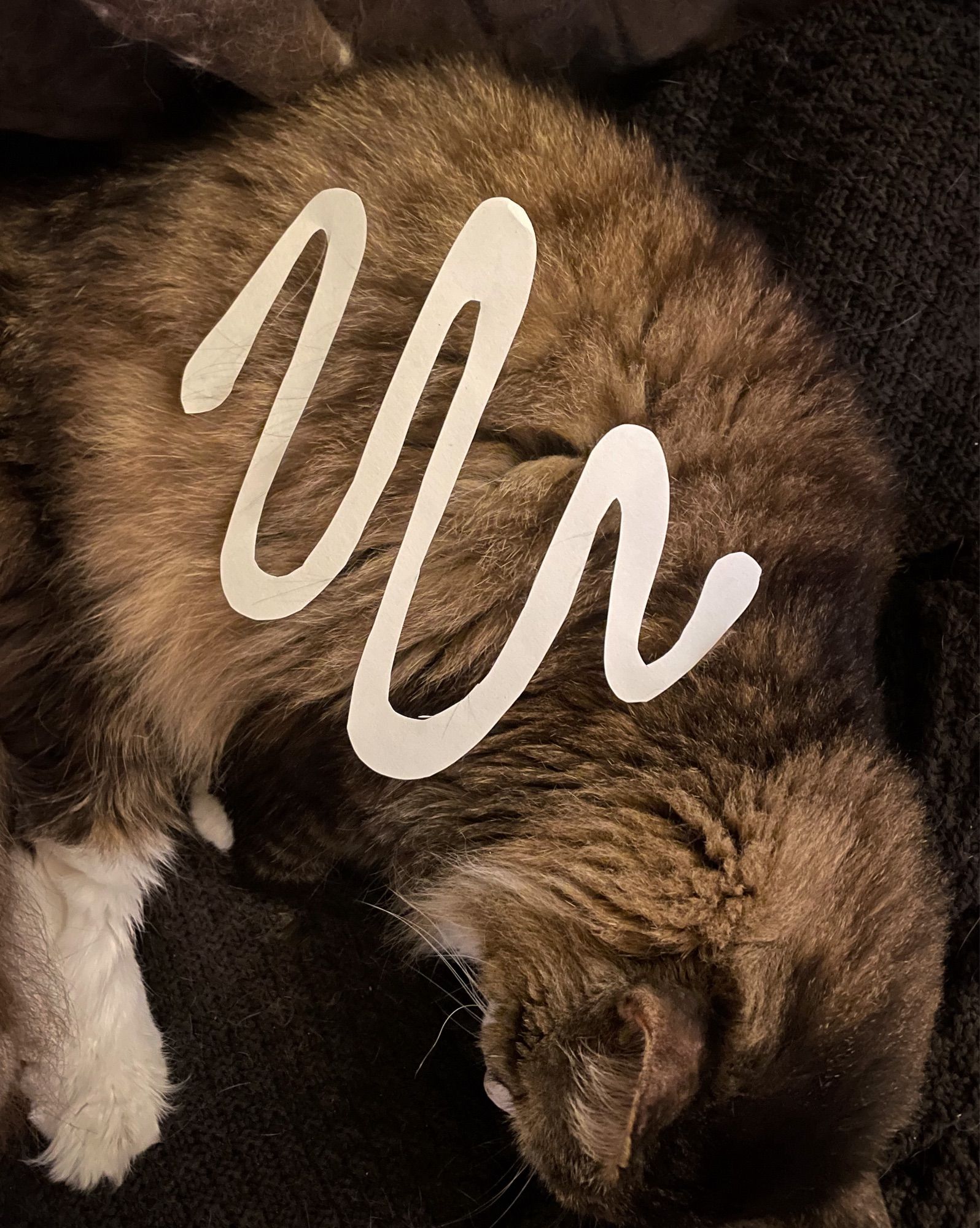 Photo of my fluffy brown tuxedo tabby Fergus asleep on a dark brown knit blanket. On top of his flat side is a wiggle of white paper cut out to resemble a drizzle of white cinnamon bun icing.