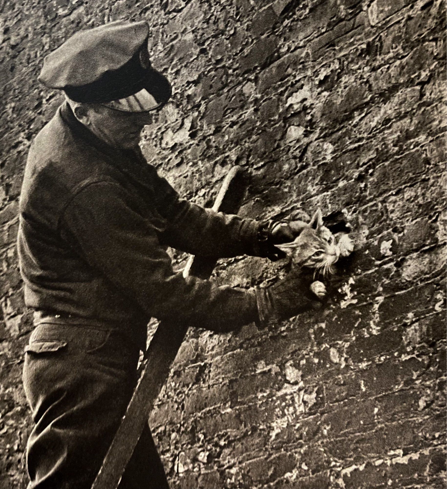 Black and white photo of a white man in a dark uniform with cap and heavy leather gloves. He has climbed up a ladder against a brick wall, and is gently extracting a shorthaired tuxedo tabby kitten from a gap between a few bricks. The cat looks highly displeased.