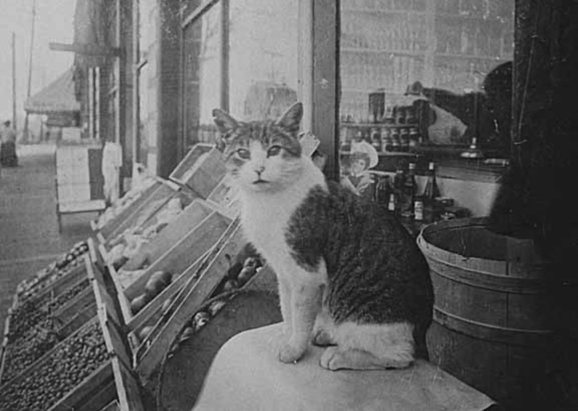 Grainy black and white photo of a bright little shorthaired white and tabby cat sitting up next to a display of produce outside of glass fronted store, as if he is the vendor keeping an eye out for customers.