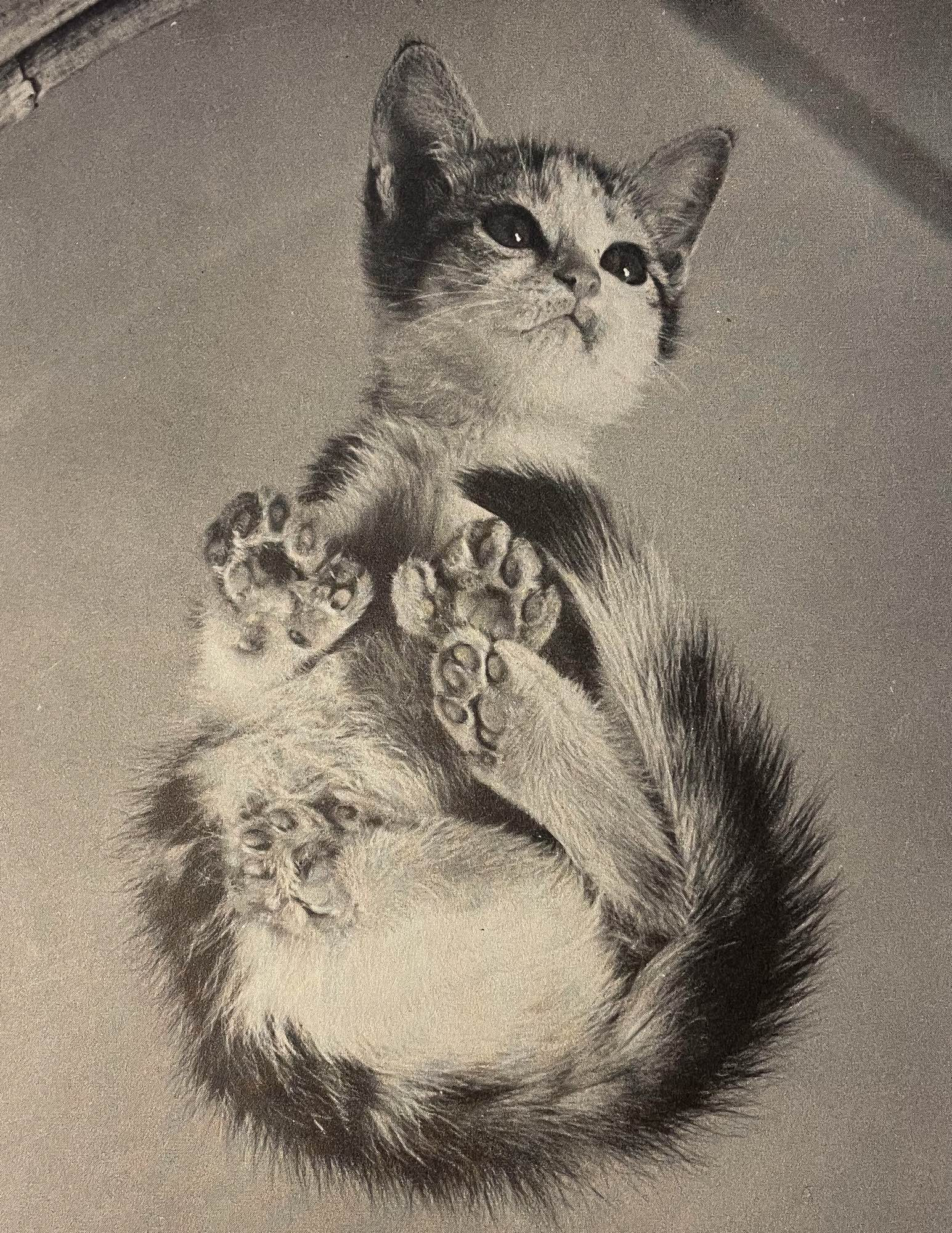 Black and white photo of a white and tabby kitten crouching on a glass table, seen from below so that you can see all of its polydactyl toe beans pressed against the clear glass.