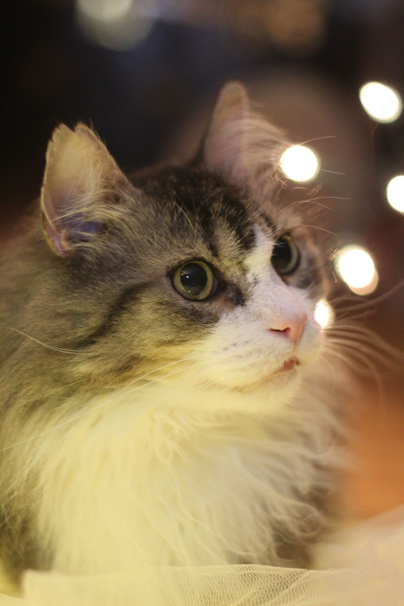 Photo of my beautiful fluffy brown tuxedo tabby Fergus in soft, warm light from white Christmas lights. He looks brightly up to the right with his angelic little face.