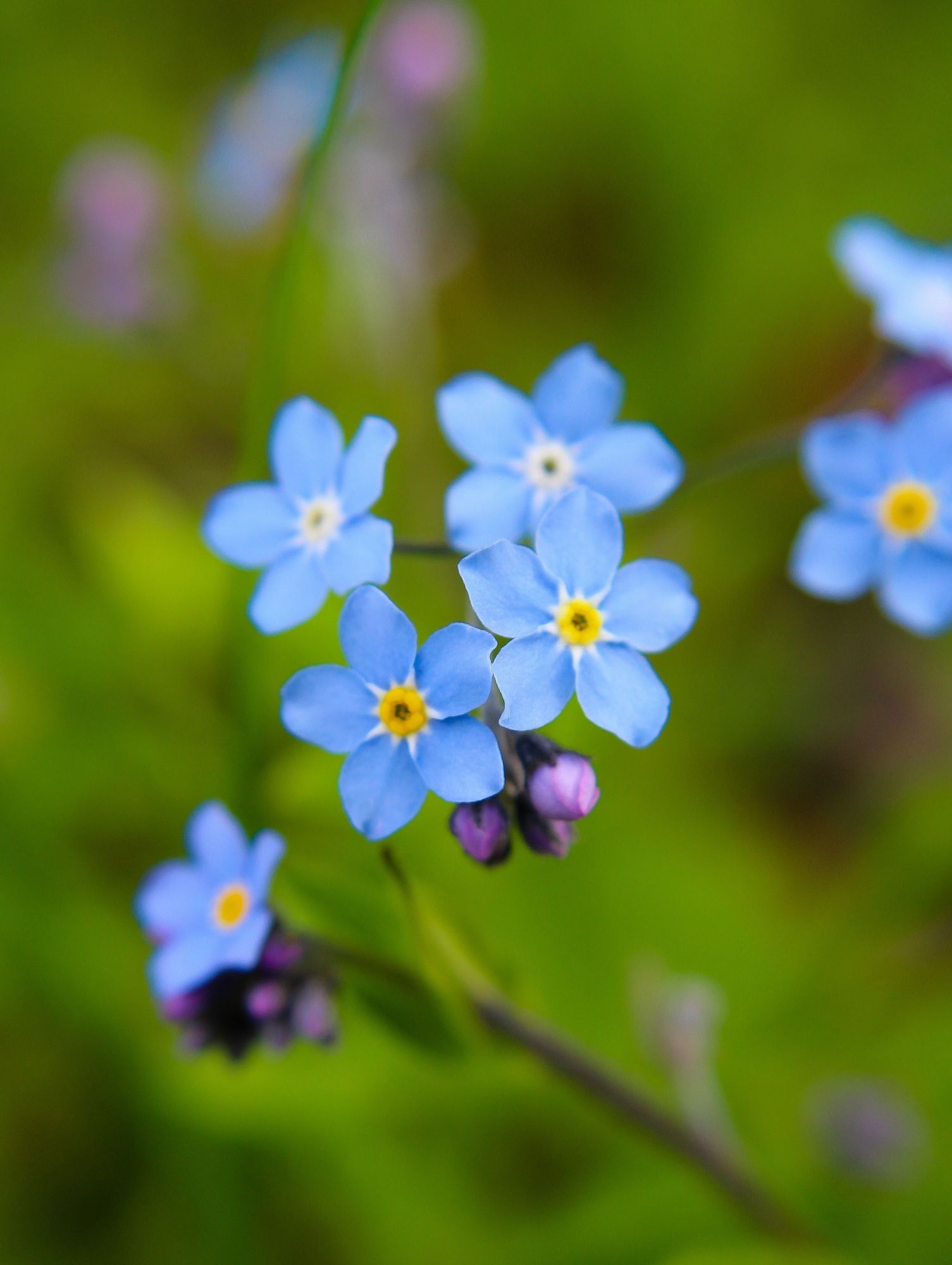 Closeup photo of forget-me-not flowers. They are extremely tiny blue flowers with five petals surrounding a vibrant yellow center. The buds that have not yet opened are more of a lavender color.