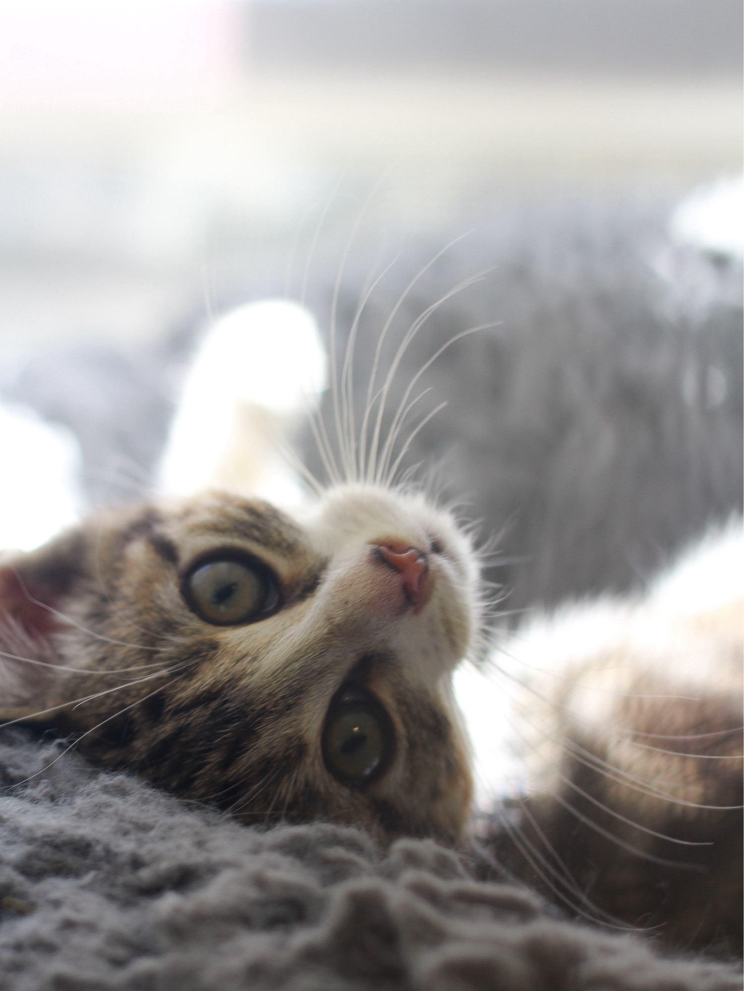 Very tiny brown tuxedo tabby kitten rolling on its back in a cushy faux fur bed, looking upside down at the camera.