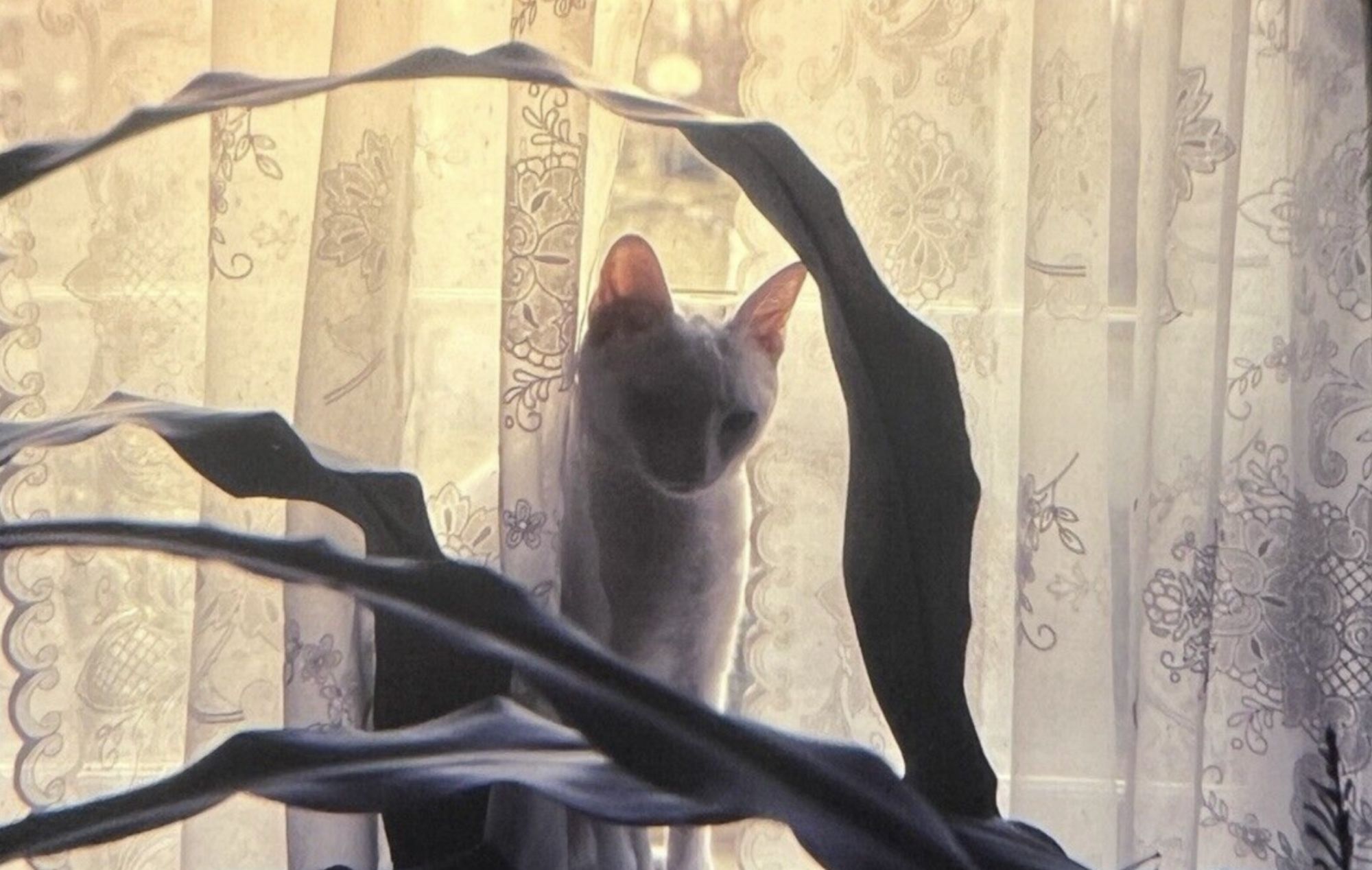 Color image of a shorthaired white cat sitting in a window, peering placidly from between lace curtains. The window is bright with sunlight, making the curtains glow but backlighting the cat so that its face is shadowy and mysterious. This would have been a lovely composition on its own but accentuating the otherworldliness of the scene is a houseplant with long, seaweed-like leaves that undulate across the foreground, one of them arching up to frame the cat perfectly.