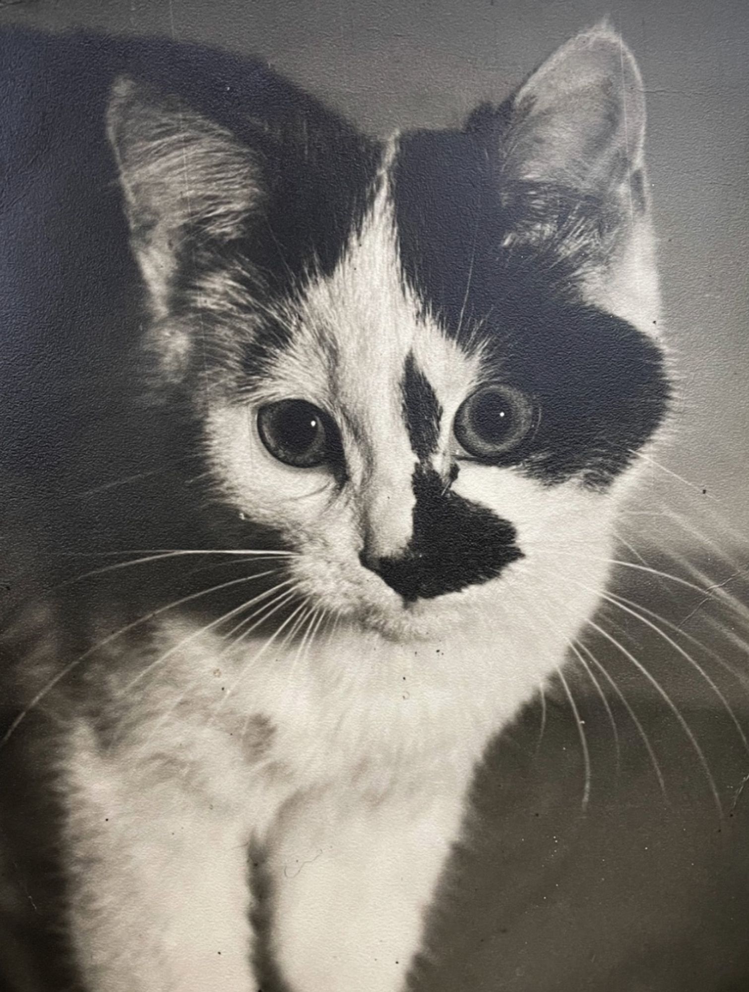 Black and white closeup photo of a shorthaired white kitten with striking blotches of black fur on its face and head. It’s a great shot of a beautiful kitten, looks like it may have been taken by a professional.