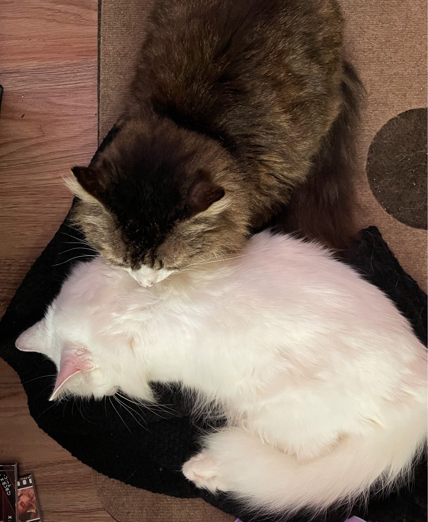 Photo of my brown tuxedo tabby Fergus and fluffy white cat Francie sleeping together on a black sweater on top of a beige rug and wood floor.