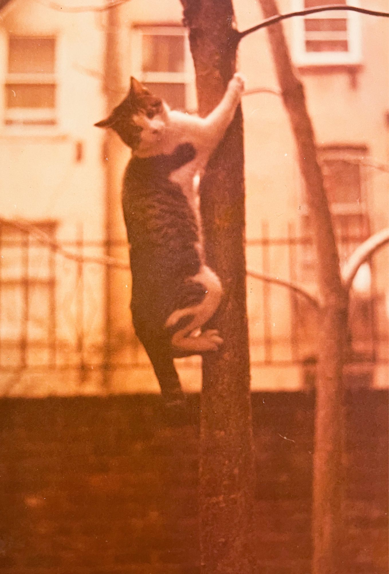 Heavily amber colored photo of a shorthaired white and tabby cat that has climbed halfway up a slender tree trunk and seems unsure what to do next.