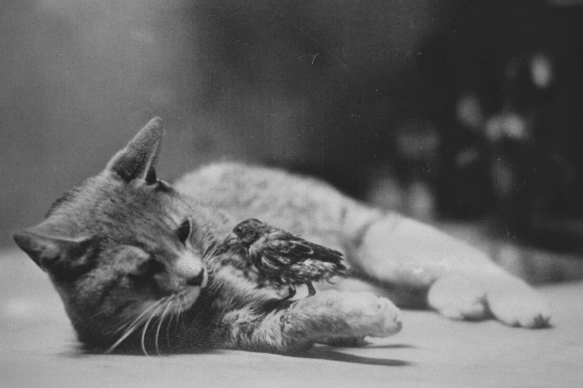 Black and white photo of a shorthaired tabby cat lying on its side on a hard, smooth surface. A little bird sits on one of the cat's outstretched forelegs and they seem to be looking at each other, comfortable and calm.