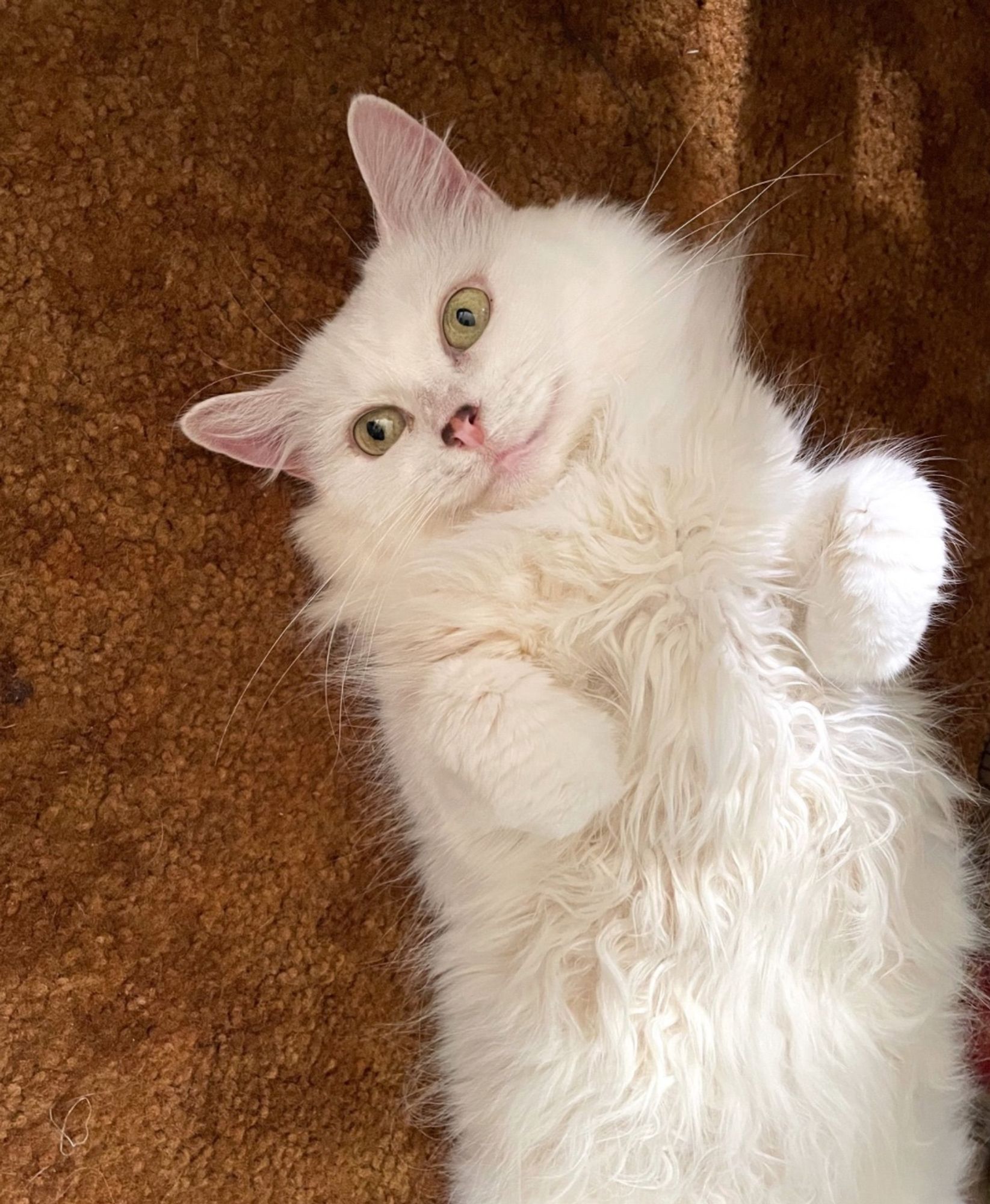 Photo of my fluffy white cat Francie lying on her back on an ugly brown carpet with her forepaws tucked up, looking off to the left with an utterly vacant expression.