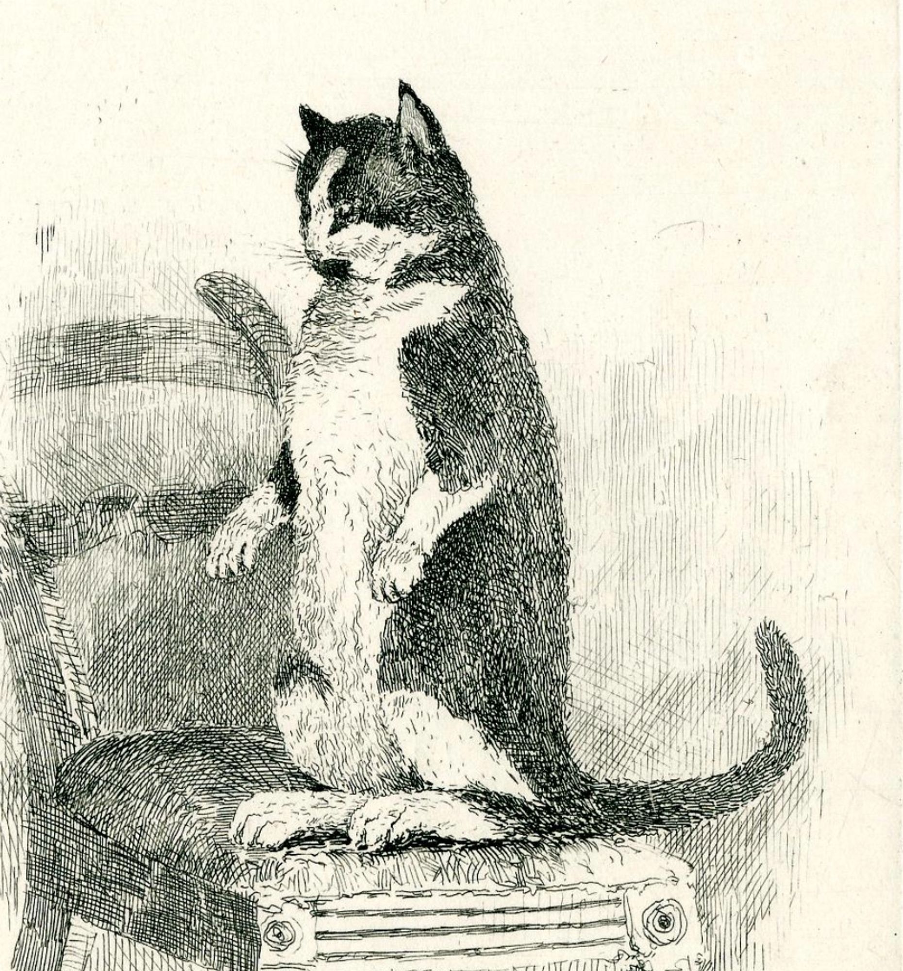 Etching of black ink on cream colored paper. A tuxedo cat is sitting on the cushion of a wooden chair, but he's up on its haunches with forepaws dangling down, like a rabbit looking for danger. His black back, white tummy, and upright position make him resemble a penguin.