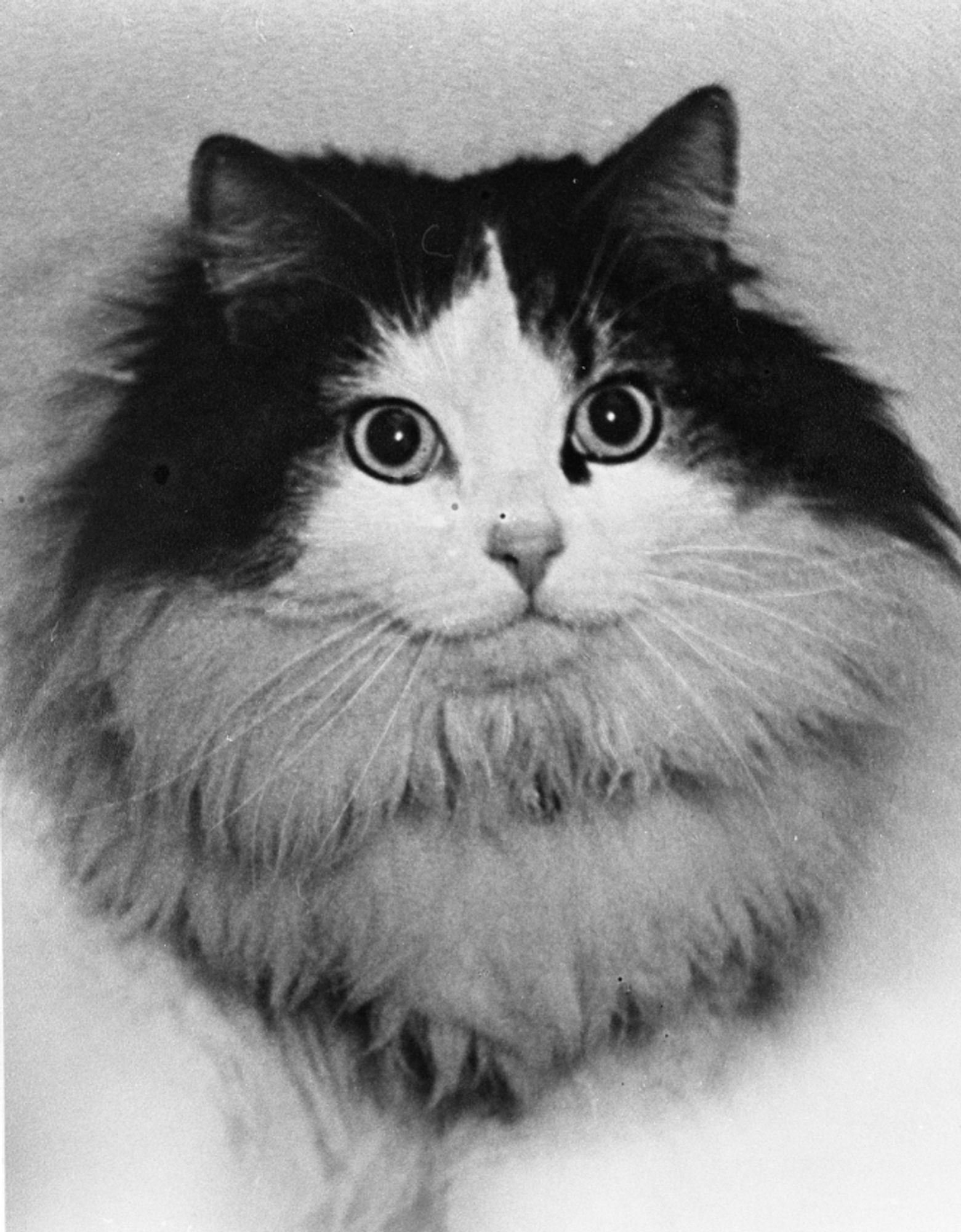 Black and white photo close up portrait of a longhaired white cat with black fur surrounding its head and ears like a wig.