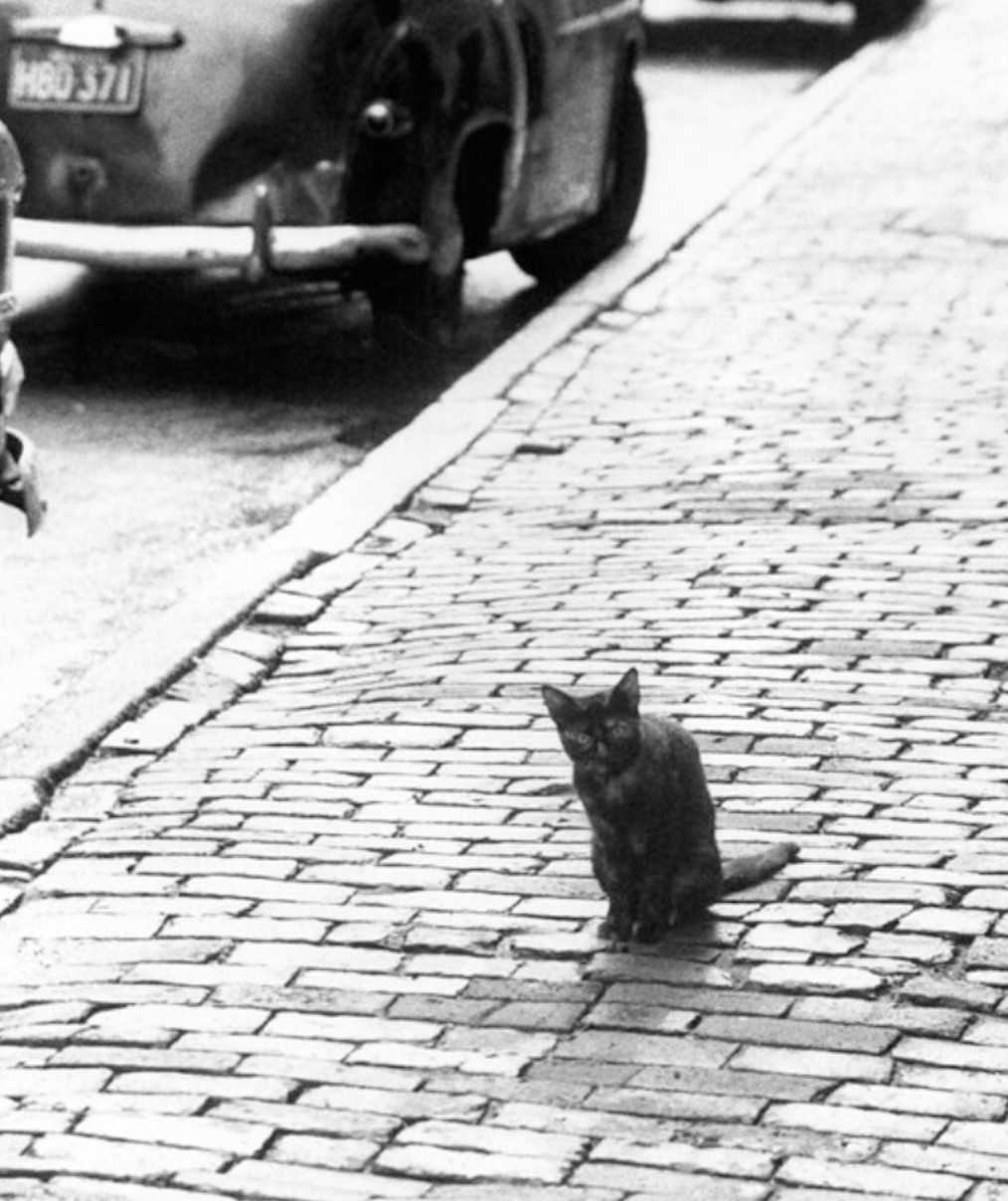 Black and white photo of a shorthaired tortie cat sitting up on a brick sidewalk, looking at the camera quite intensely. Cool 1950s cars are parked along the curb.