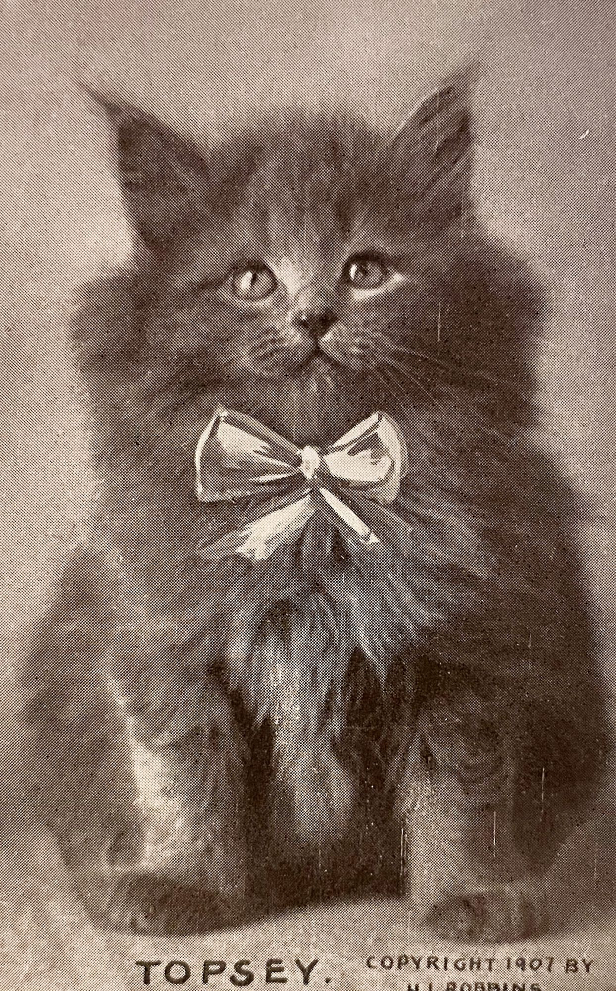 Black and white photo of a very fluffy longhaired grey kitten, sitting up looking so perfectly chonky and friendly. The name Topsey is written beneath the photo, and “Copyright 1907 by H.I. Robbins”. A bow has been painted onto the image to make appear as if Topsey is wearing a ribbon that ties in front.