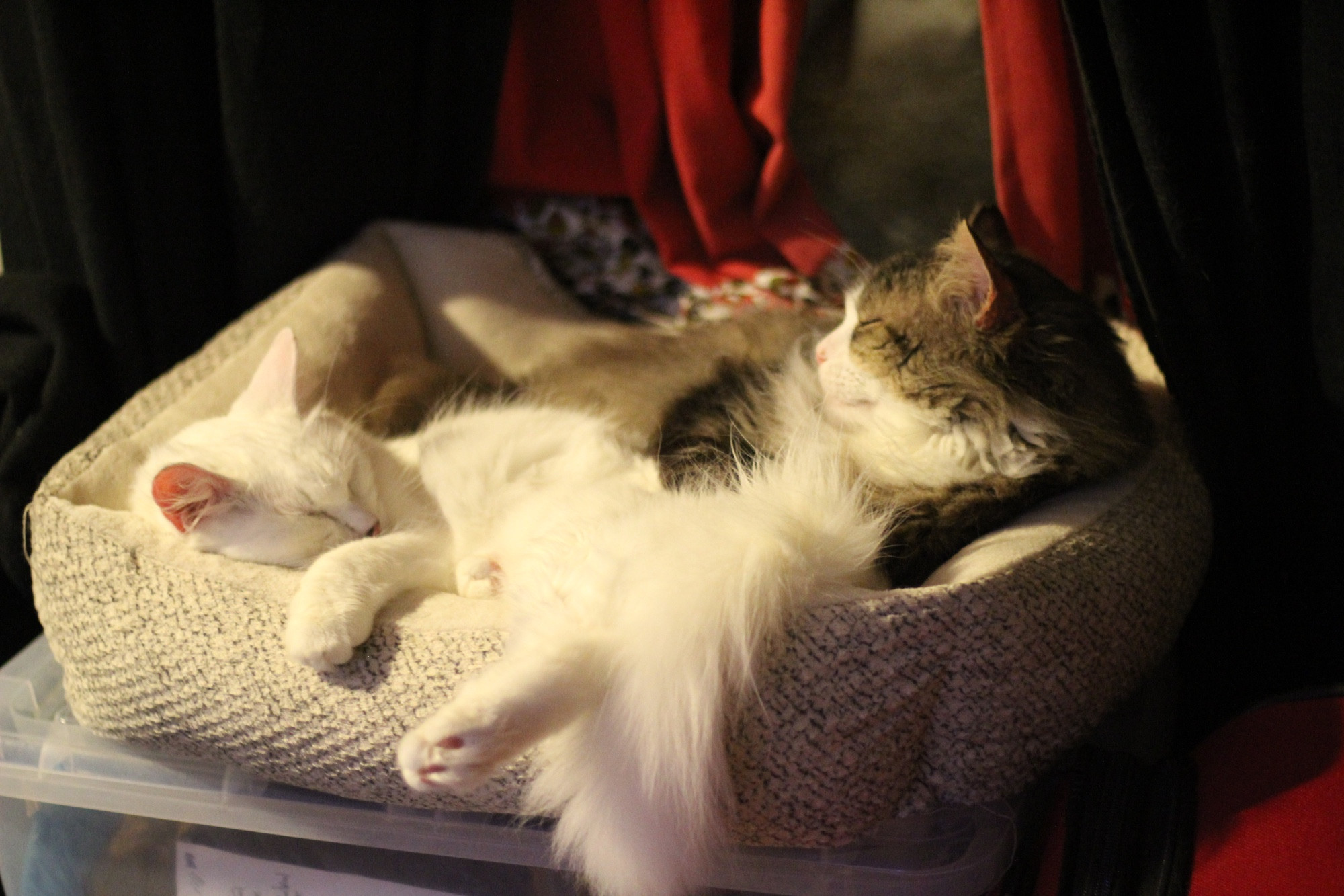 Photo of my fluffy white cat Francie and large brown tuxedo tabby Fergus snuggled up in a large cat bed together. It's like a plush kiddie pool full of floof.