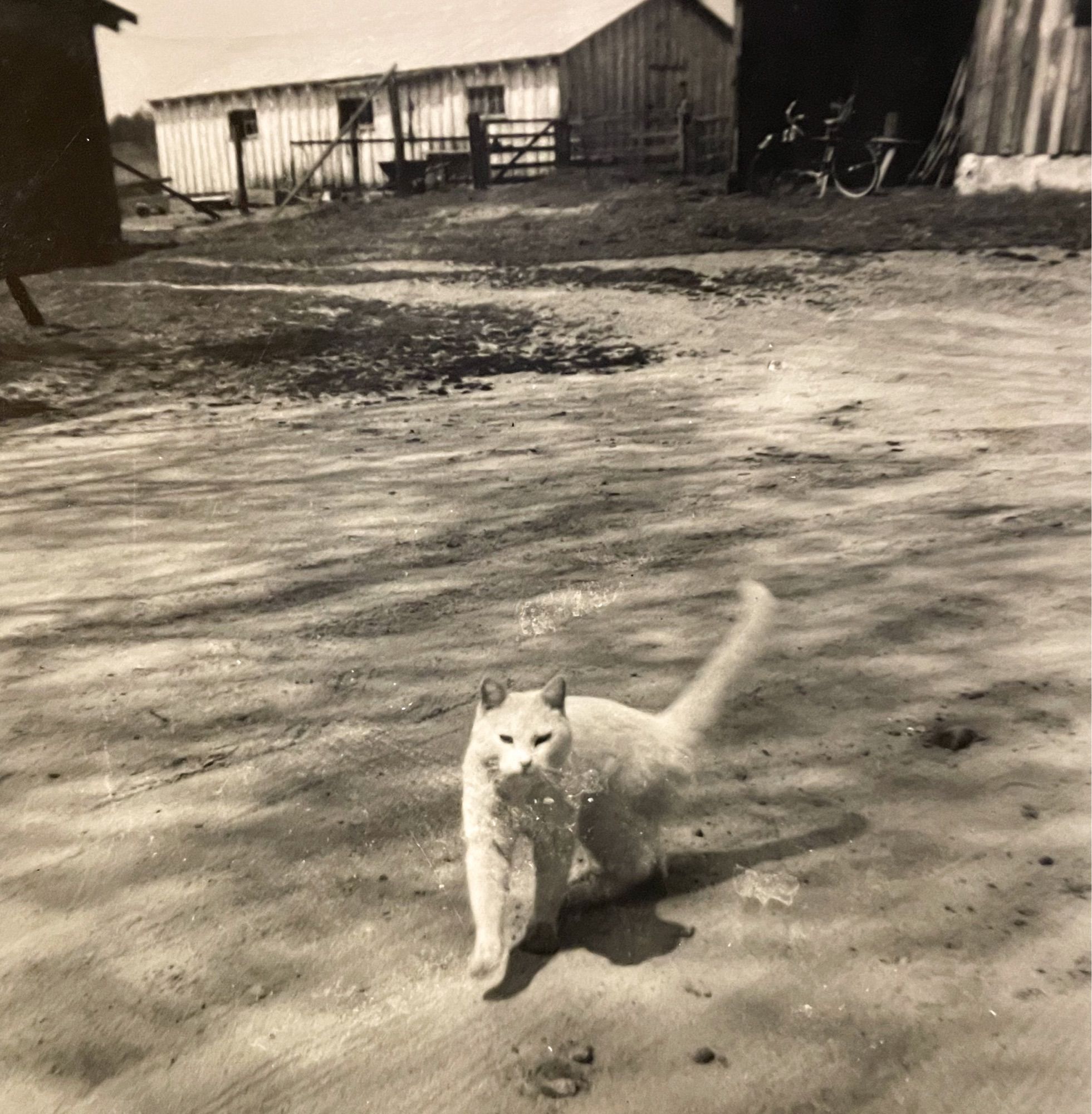 Black and white photo of a dirty shorthaired white cat in a sunny farm yard. It is in motion, clearly walking toward the photographer with happy, friendly body language - ears forward, tail up, relaxed face.