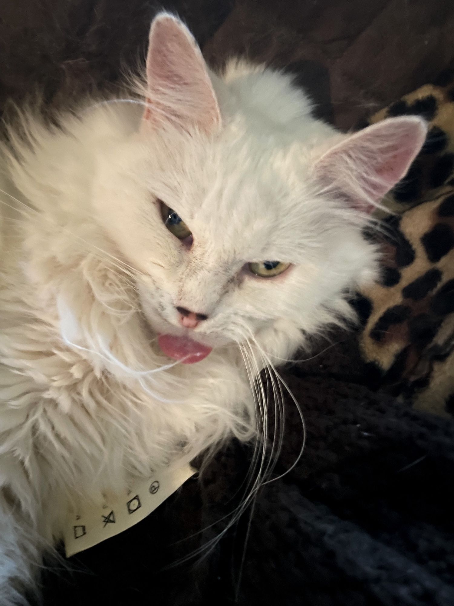 Photo of my fluffy white cat Francie, glaring sleepily up at the camera with her tongue sticking out.