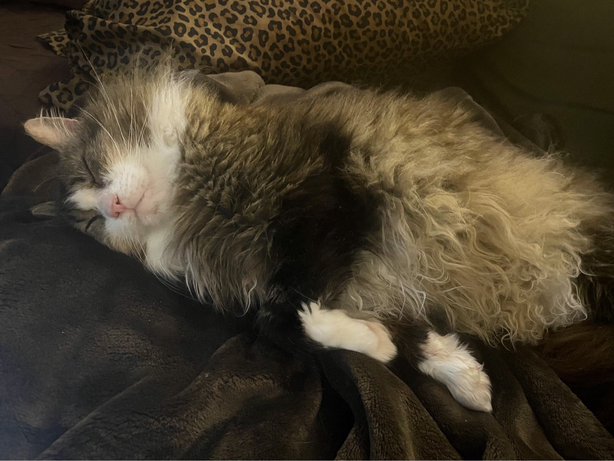 Photo of my fluffy brown tuxedo tabby Fergus sprawled on his side asleep, showcasing his glorious poofy belly.