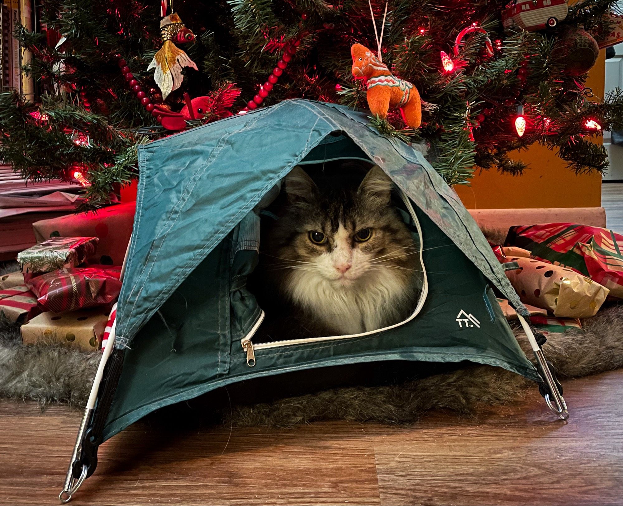 Photo of my fluffy brown tuxedo tabby Fergus sitting inside a miniature green tent. It is placed under a fake Christmas tree with ornaments and red lights, surrounded on both sides by wrapped gifts.