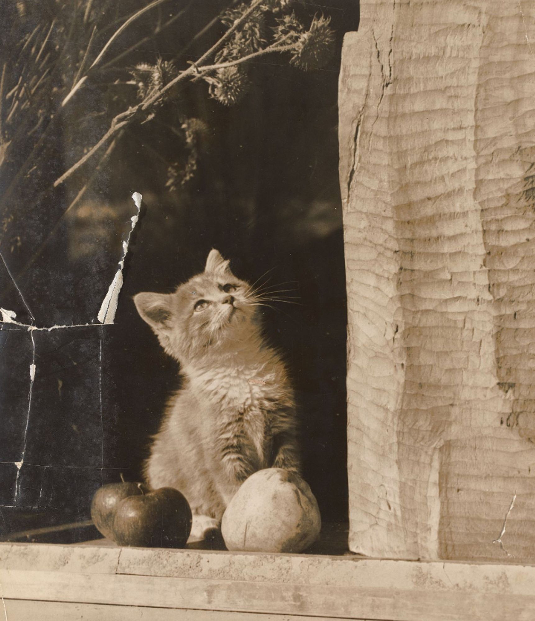 Black and white sepia toned photo of a medium haired tuxedo tabby kitten sitting in a sunny windowsill, seen from outside. The kitten is sitting between some flowers that are either dried or a hardscrabble desert variety and a large piece of wood covered in small carving marks, and some apples and a pear sit in front of it. The kitten is looking thoughtfully up into the air looking quite radiantly angelic.