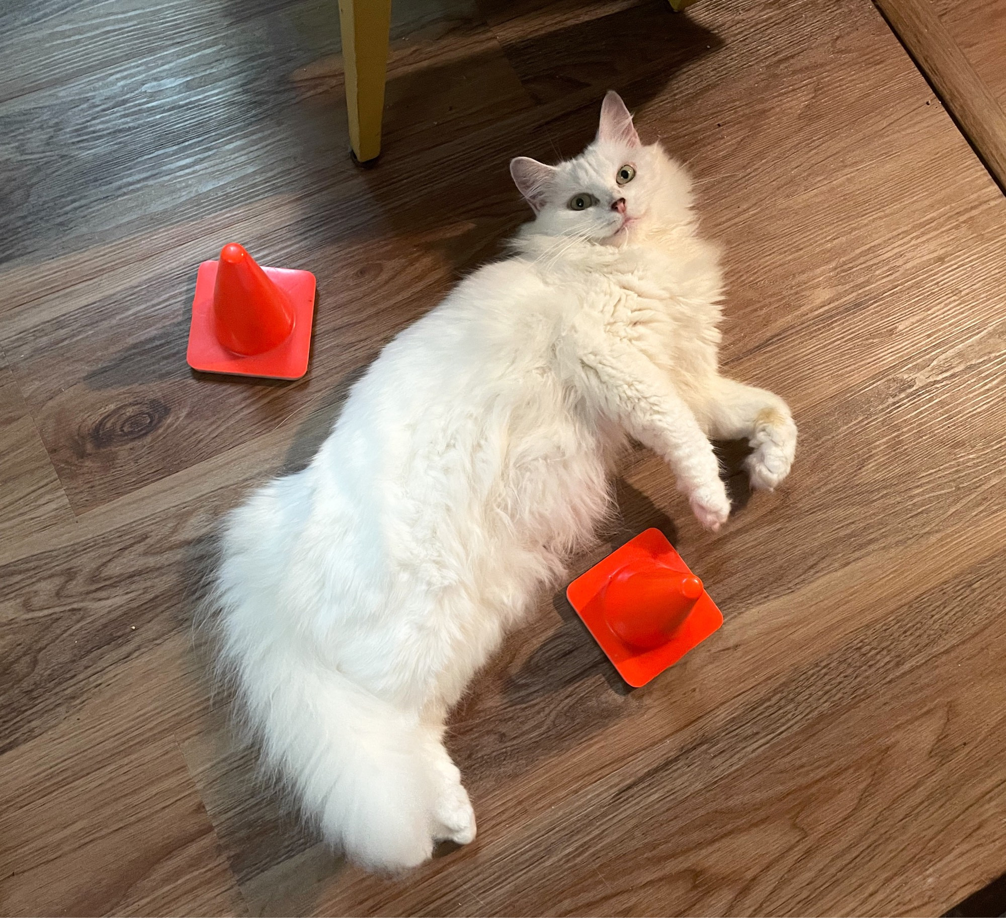 Photo of my fluffy white cat Francie sprawled out on our fake wood floor, looking adorably up at the camera. On either side of her are two tiny orange safety cones.