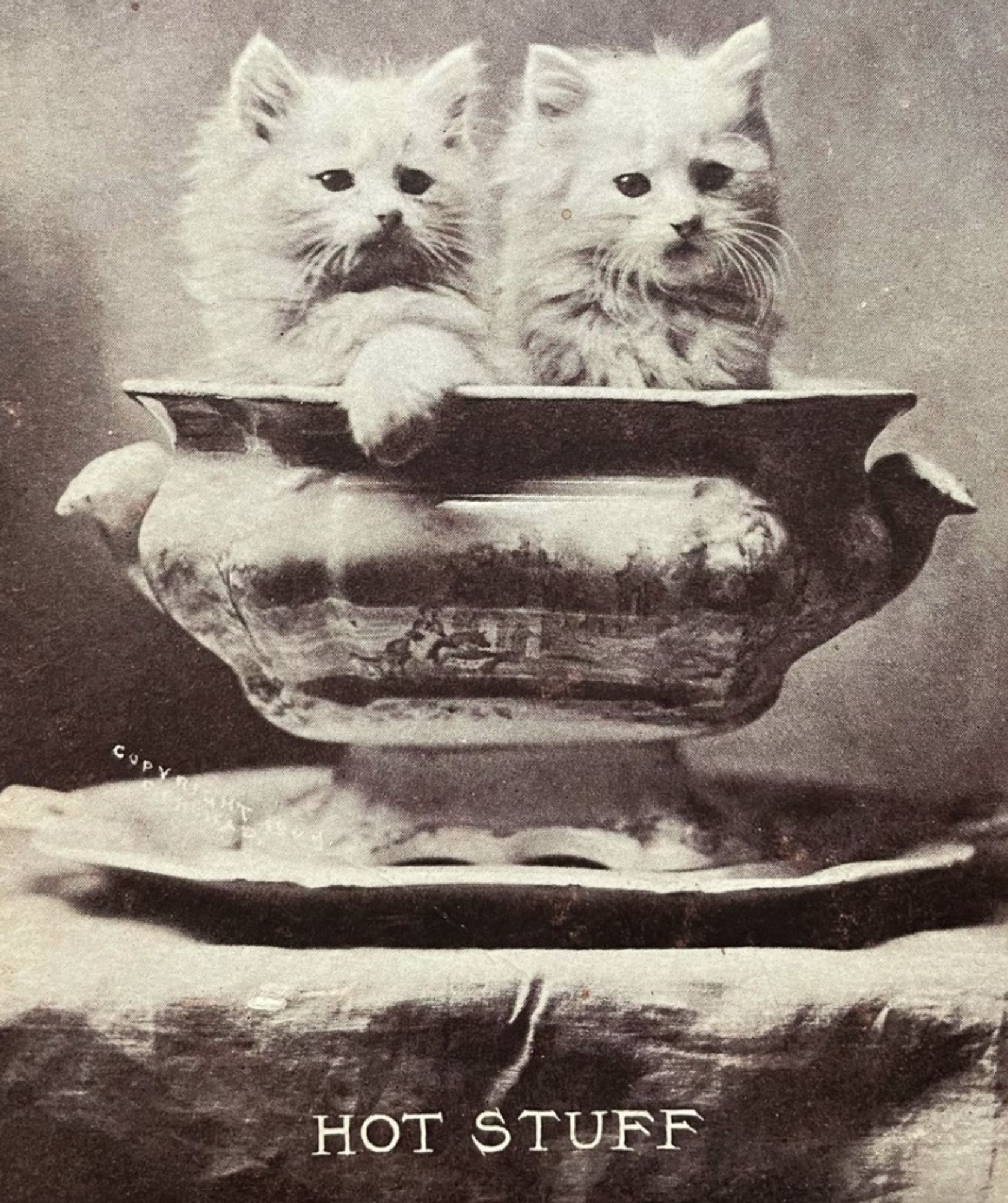 Black and white photo of two fluffy white kittens in an ornate porcelain soup tureen on a table. Text at the bottom of the image reads “HOT STUFF”.