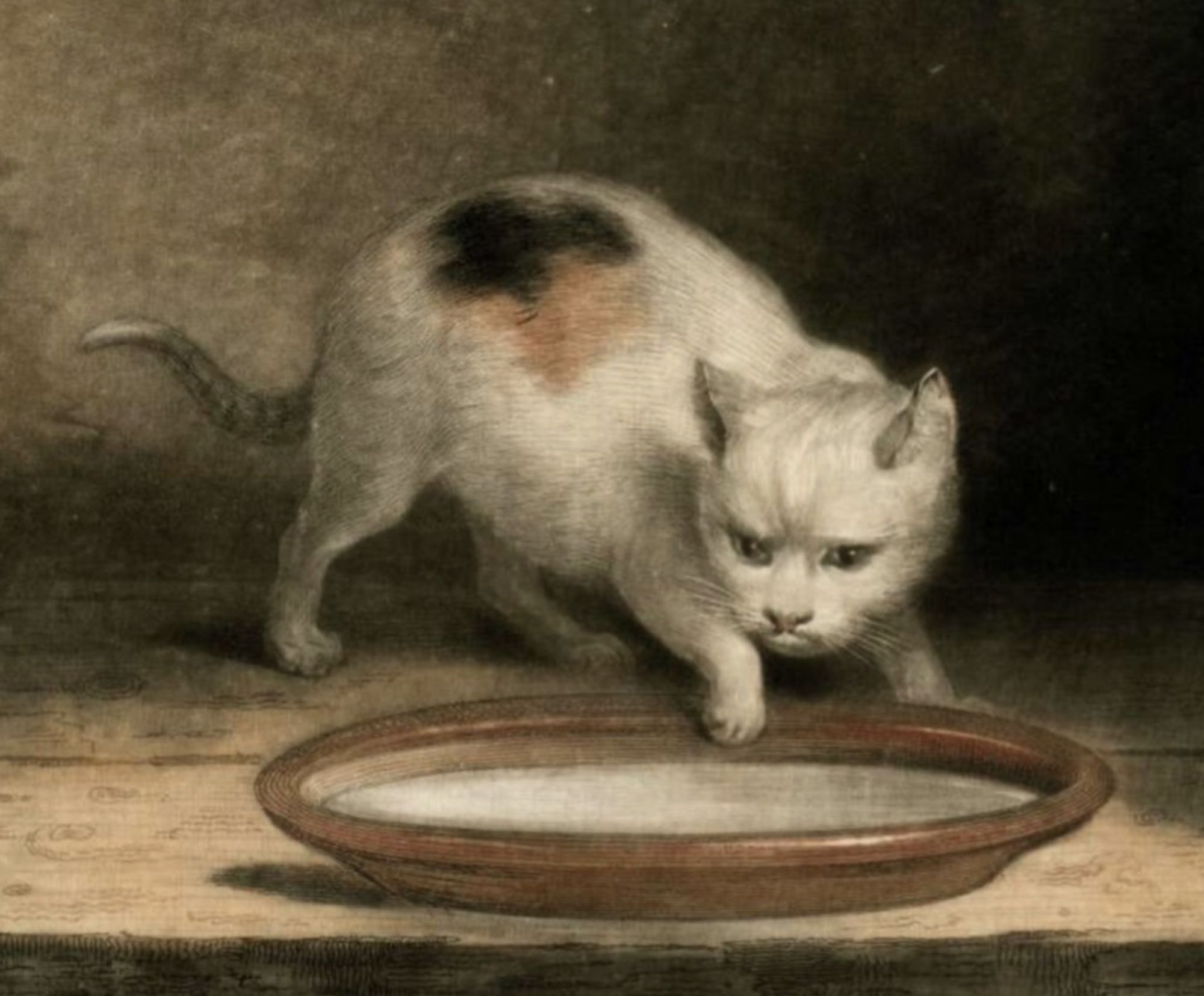 Color print of a white kitten with a calico patch on its back. It is very skeptically approaching a plate of milk or cream, a distinct frown on its face, grumpily dipping one forepaw into the liquid.