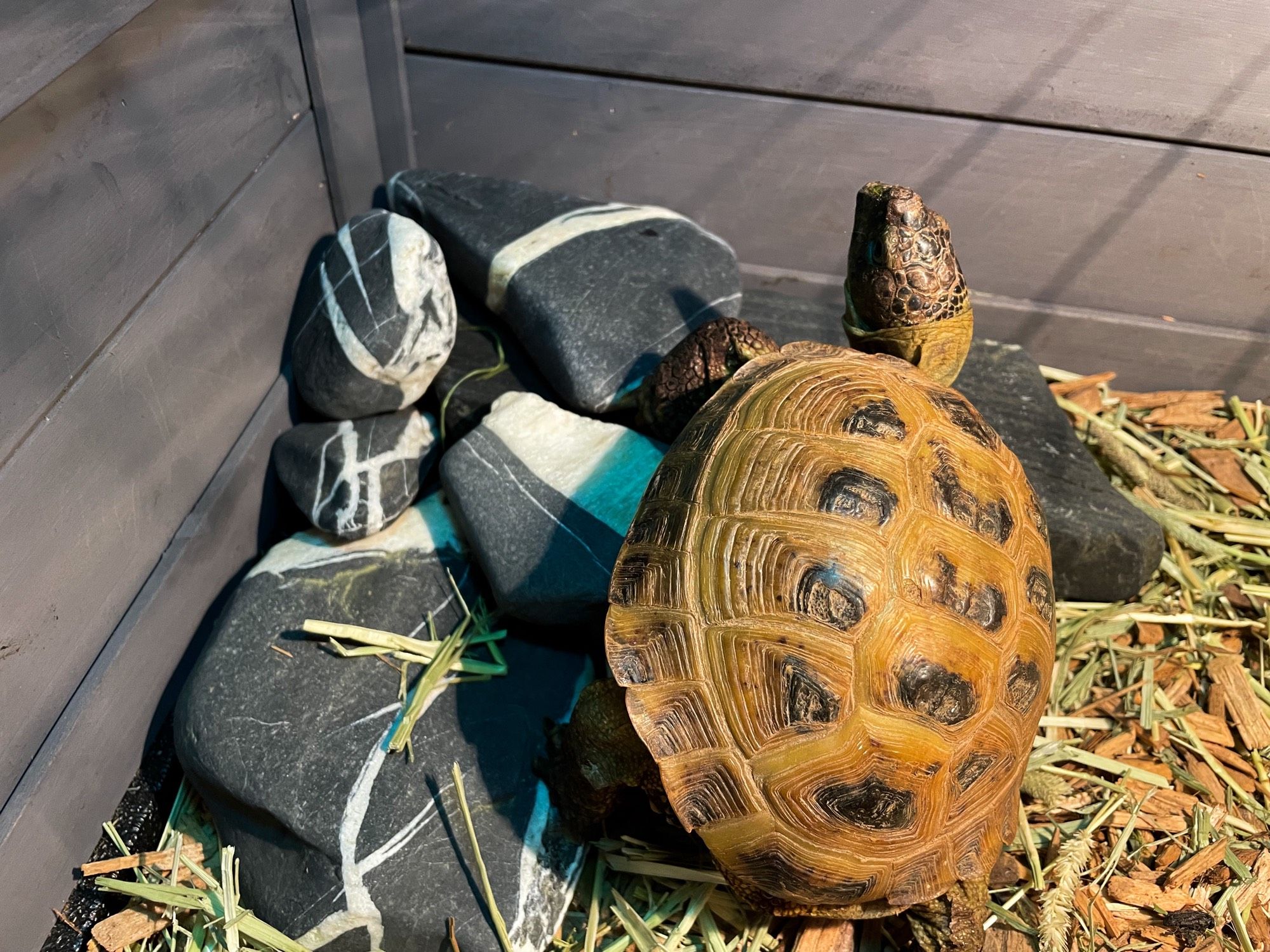 Photo of my small, brown Russian tortoise climbing on a pile of black and white striped rocks (Iberville shale) in a grey wooden enclosure on a bed of cypress mulch and timothy hay.