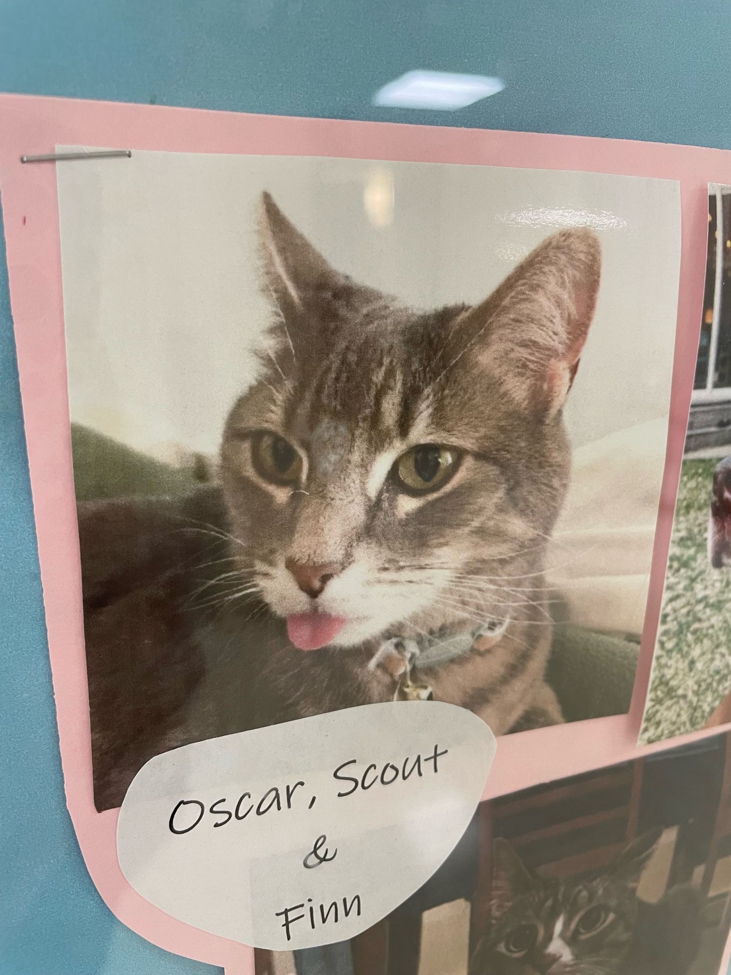 Photo of a shorthaired grey tabby cat with a little pink blep out. Name tag indicates it is Oscar.