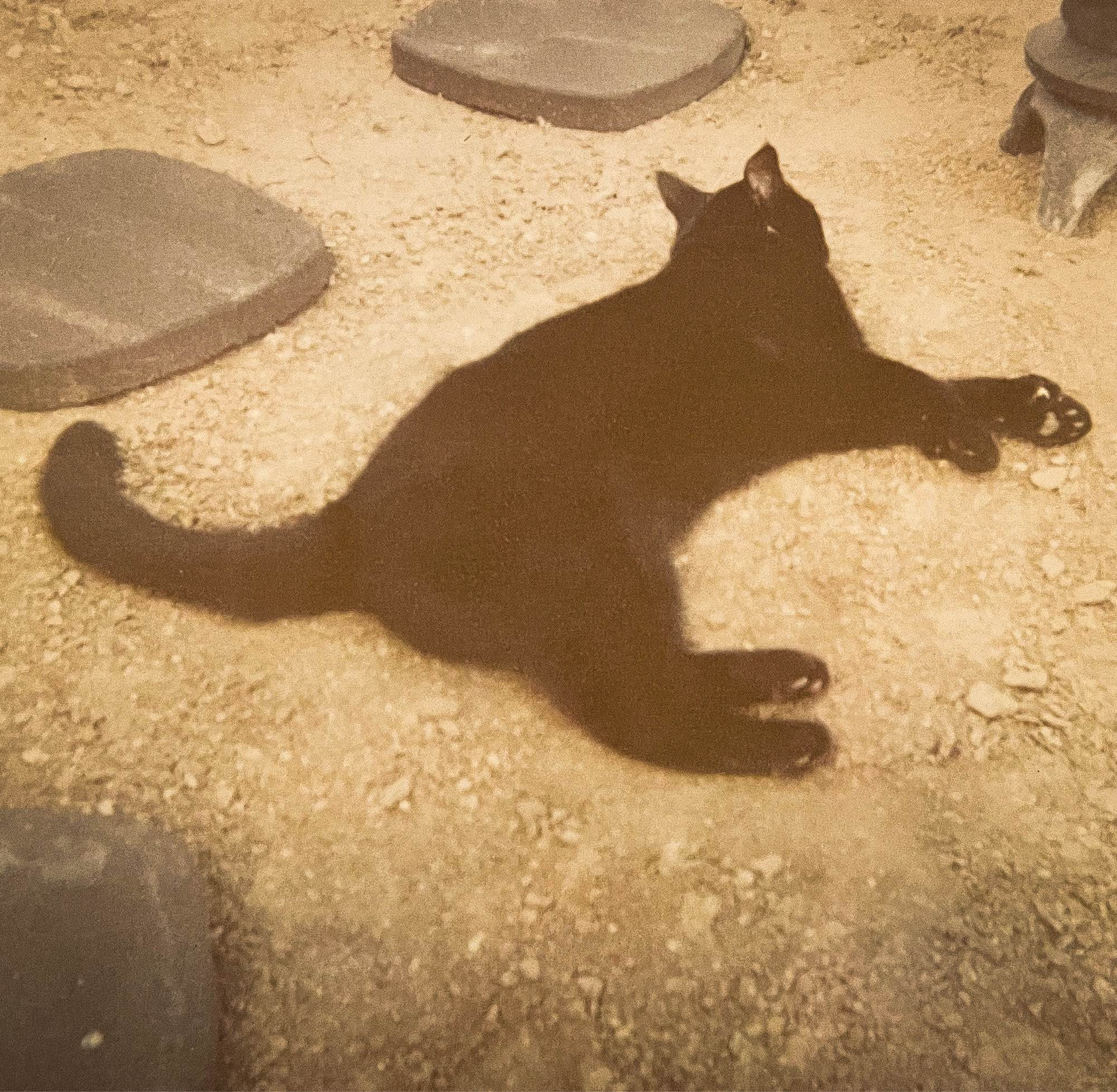 Faded color photo of a shorthaired black cat flomped in a dirt yard. You can see its ears are pointed back at the camera, and its forepaws have little polydactyl thumbs!