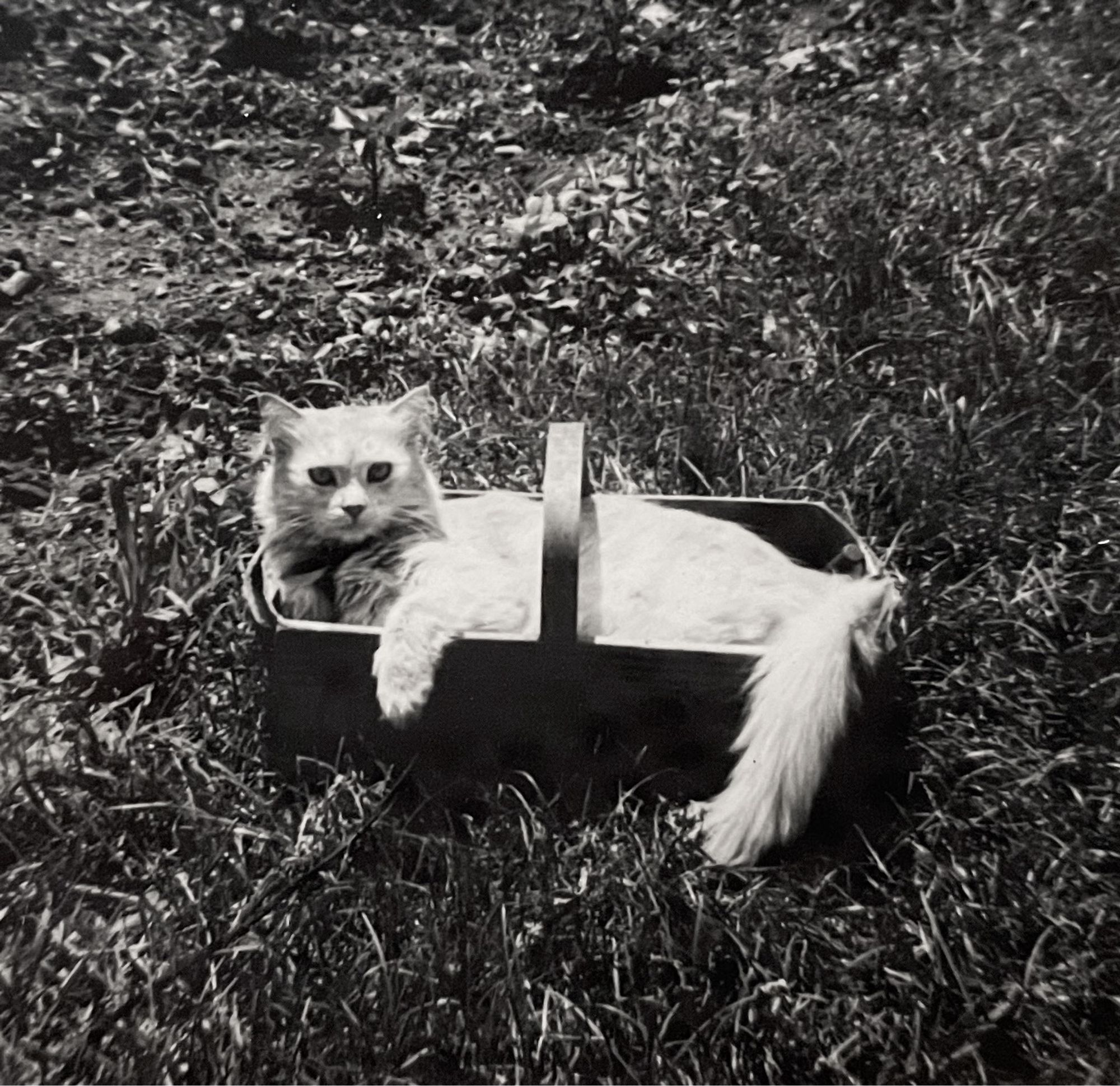 Black and white photo of a longhaired white cat lying in a low basket on a shaggy lawn. It looks confidently at the camera with one forepaw draped over edge of the basket.