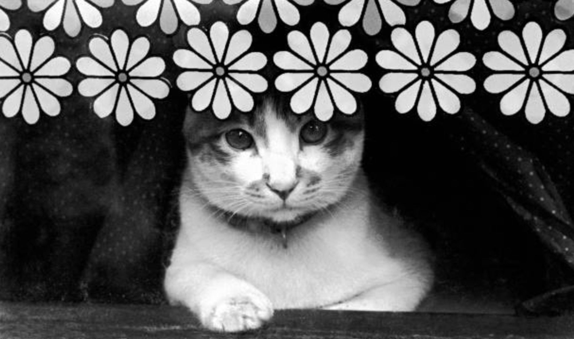 Black and white photo of a white and ginger shorthaired cat looking very seriously out of a window with one forepaw placed up on the sill. The top of the image is nicely framed by rows of light flower decals that decorate the upper half of the window.