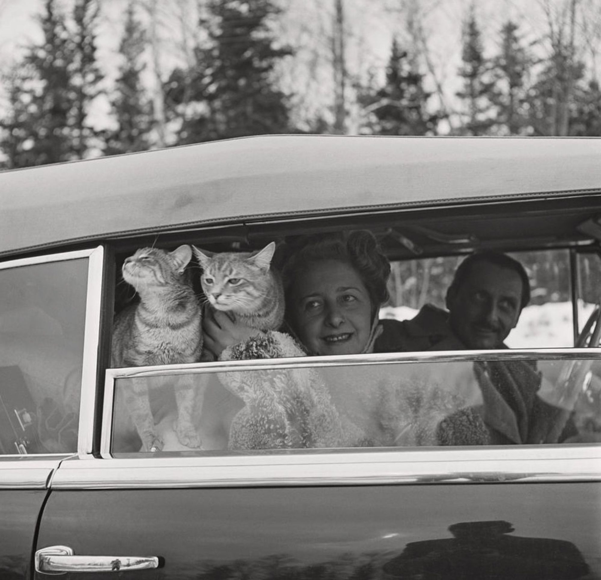 Black and white photo of a white couple in the front seats of a car looking out from the passenger side window. Behind the female passenger two shorthaired cats peer and sniff curiously out of the open window.