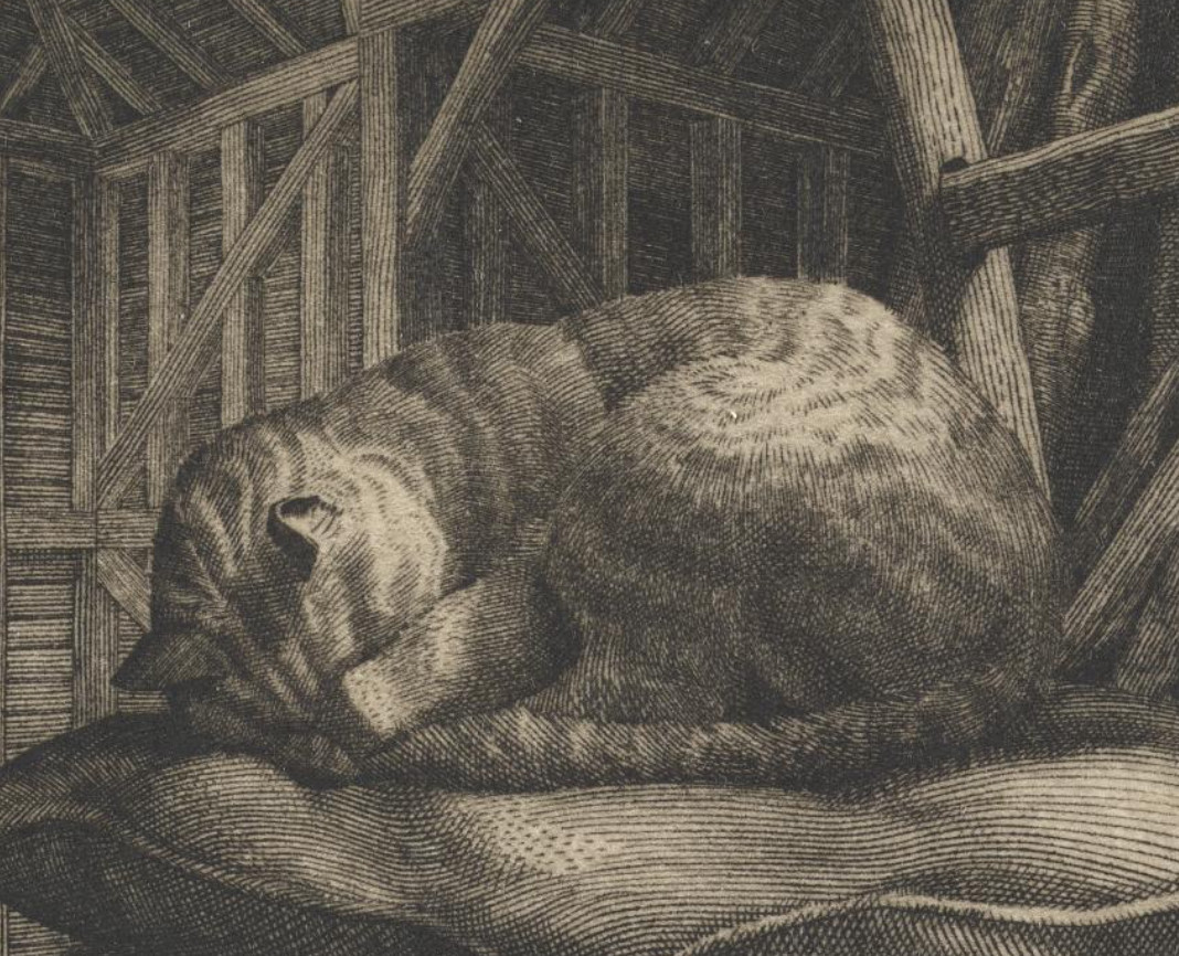 Highly detailed etching of dark grey lines on off-white paper depicting a shorthaired tabby cat curled up asleep on a cushion inside of a barn. The cat has its face adorably hidden under its front forepaws.