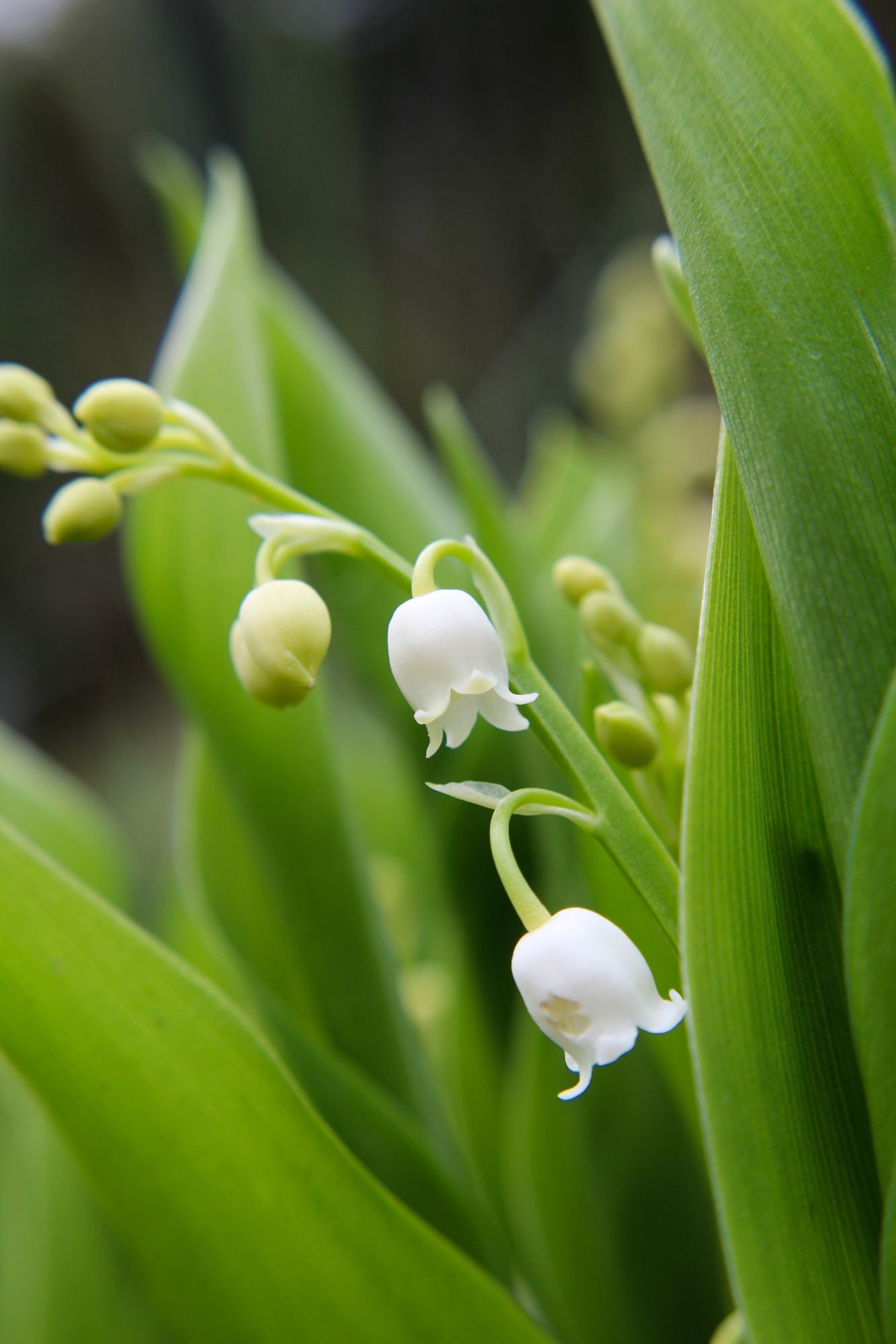 Macro photo of a lily of the valley plant. Tiny white bell shaped flowers dangle delicately from a green stem, surrounded by smooth vibrant green leaves.