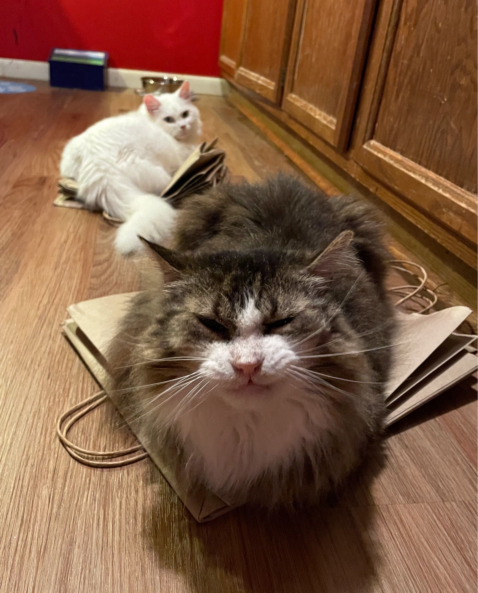 Photo of my cats sitting on paper bag stacks on our fake wood kitchen floor. White fluff Francie is in the background looking over her shoulder toward the camera, and Fergus faces the camera in the foreground making a funny mid-yawn face.